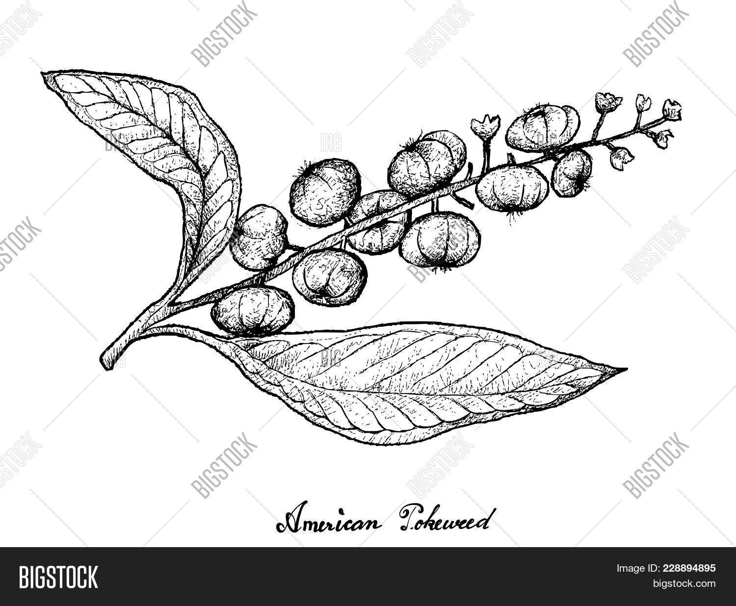 American,Americana,Antioxidant,Art,Background,Berry,Branch,Bunch,Bush,Cluster,Dessert,Drawing,Drawn,Flavor,Food,Fruit,Hand,Hanging,Illustration,Ingredient,Isolated,Juicy,Leaf,Line,Natural,Nature,Organic,Phytolacca,Plant,Pokeweed,Refeshment,Refreshment,Ripe,Round,Simply,Sketch,Snack,Stem,Sweet,Tasty,Tiny,Transparent,Tree,Twig,Vector,Vegetarian,Vitamin,White