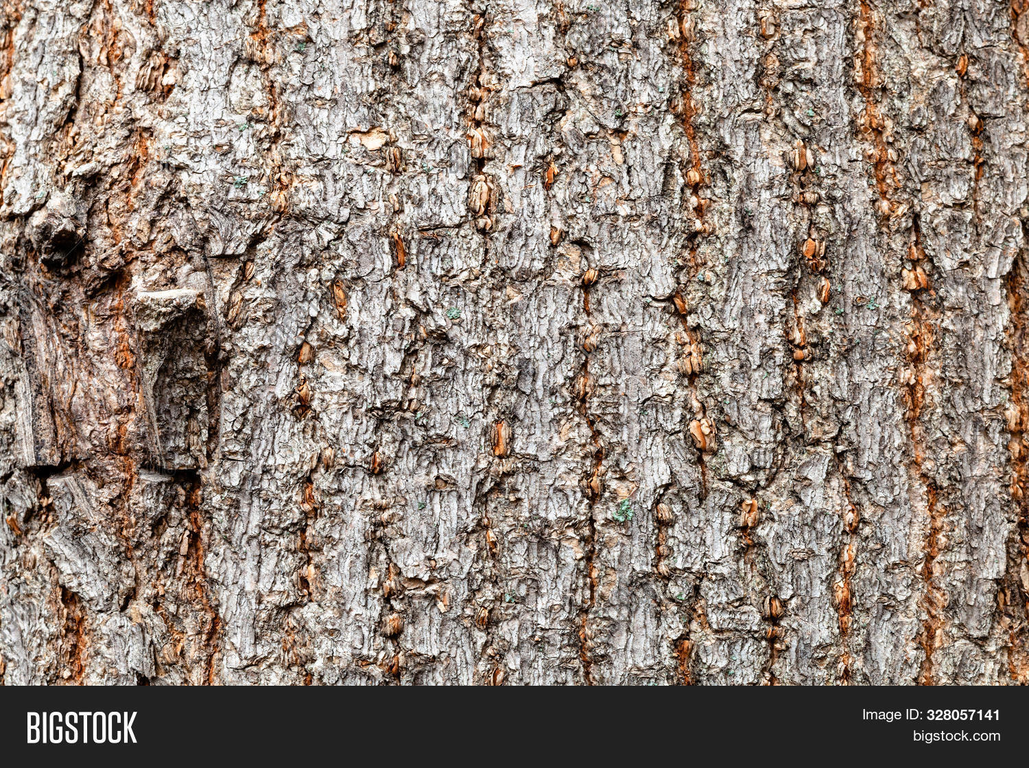 Natural Texture - Uneven Bark On Old Trunk Of Boxelder Maple Tree (acer ...
