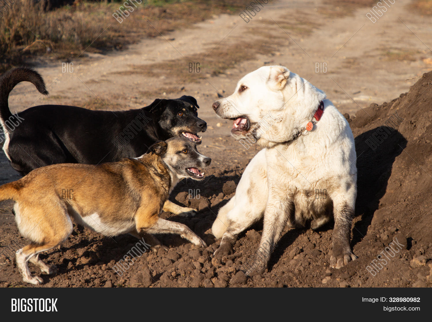 aggression,aggressive,alabai,alabay,angry,animal,attack,bark,barking,behave,bite,brown,canine,class,complain,cop,crazy,cute,defense,dogs,domestic,drool,fang,fear,fight,fighting,figurant,grin,happy,jaws,mad,mammal,nature,outdoors,pets,protection,rabies,stray,summer,surrender,teeth,threatening,two,white,worry