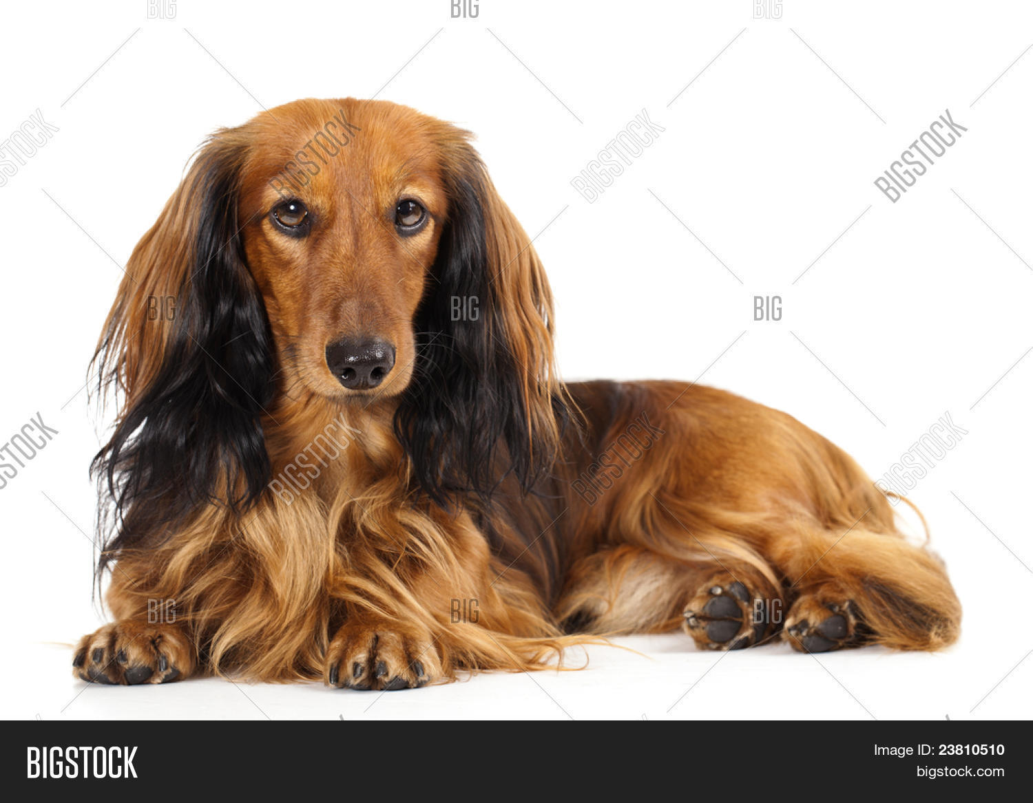 Miniature Dachshund Longhaired And Dachshund 23810510 Image