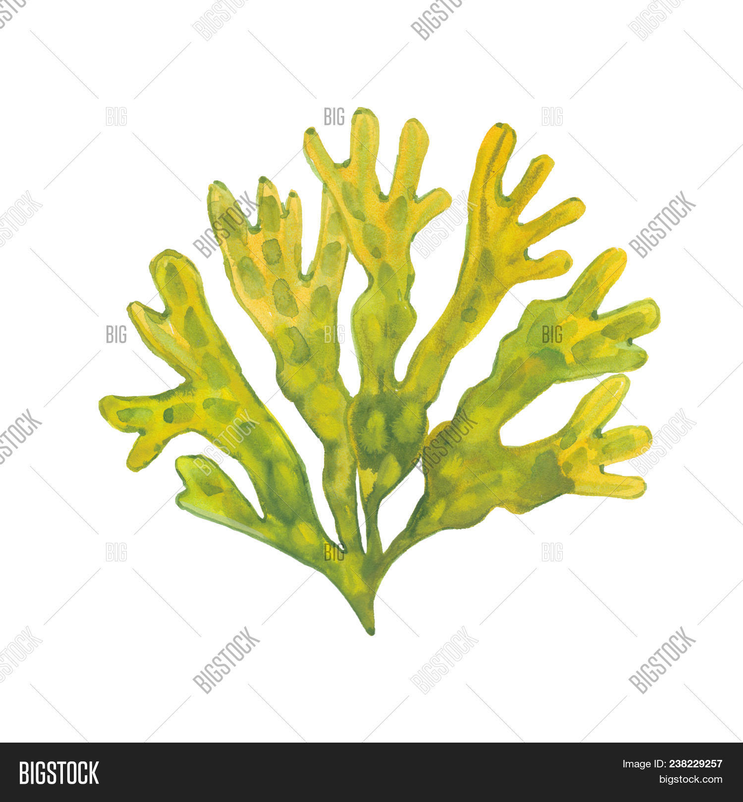 alga,algae,aquatic,art,background,clip,detail,diet,drawing,element,flora,food,fresh,fucus,green,image,kelp,marine,medicinal,medicine,natural,oak,ocean,painting,plant,realistic,sea,seaweed,texture,treatment,underwater,vegetable,water,watercolor,weed,wet,white