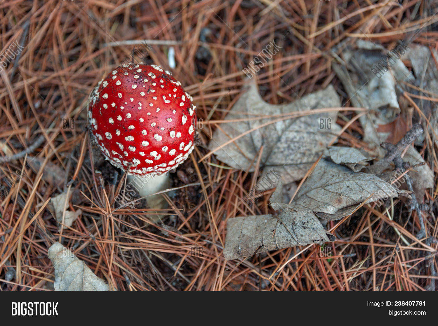 Bush Flake Poisonous mushroom with brightly red color cap and white spots flake ...