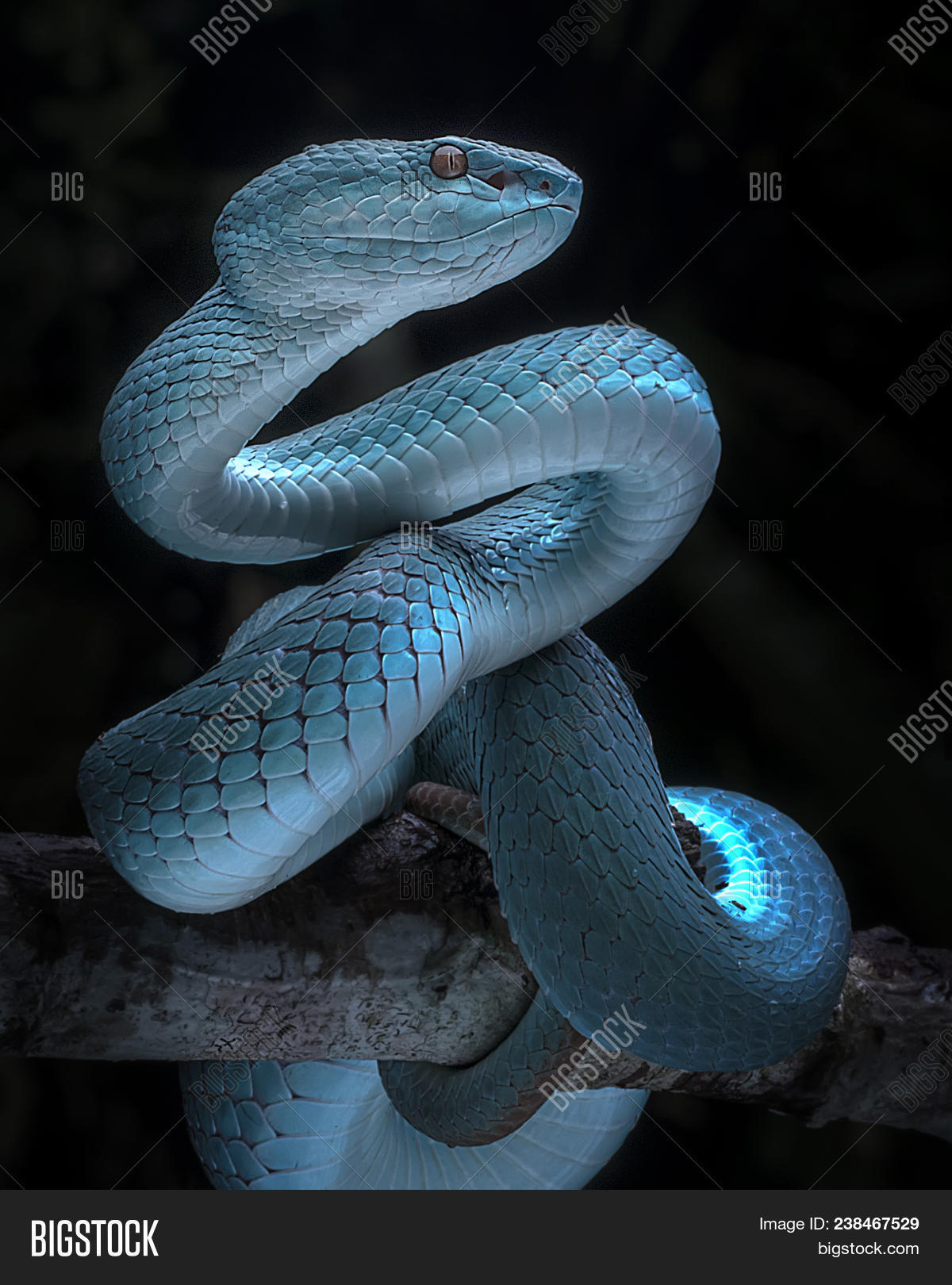 amazonian,anatomy,animal,attack,background,bilineatus,black,blue,bothrops,closeup,color,concept,danger,dangerous,detail,eyes,fast,forest,green,head,heat,illustration,isolated,jararaca,looking,macro,nature,outdoor,photography,pit,predator,rare,reptile,snake,species,texture,three-dimensional,tree,venom,venomous,view,viper,wild,wildlife