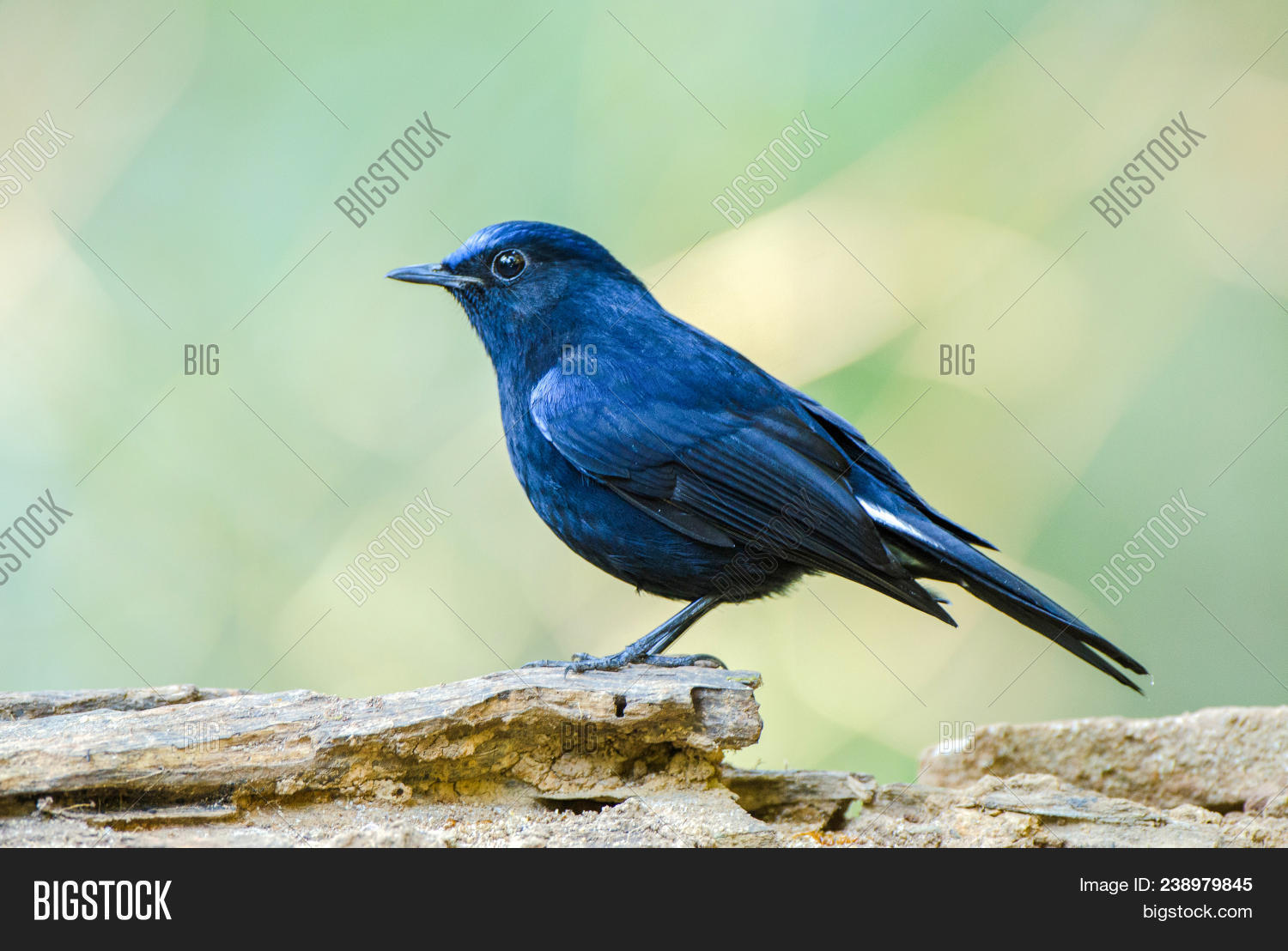 animal,asia,background,beautiful,beauty,bird,black,blue,cinclidium,closeup,color,colorful,cute,digital,environment,feather,female,flycatcher,green,head,indian,leucurum,life,love,male,national,natural,nature,northern,old,orange,outdoor,park,red,robin,sky,southeast,subcontinent,tailed,taiwan,thailand,tree,tropical,water,white,white-tailed,wild,wildlife,world