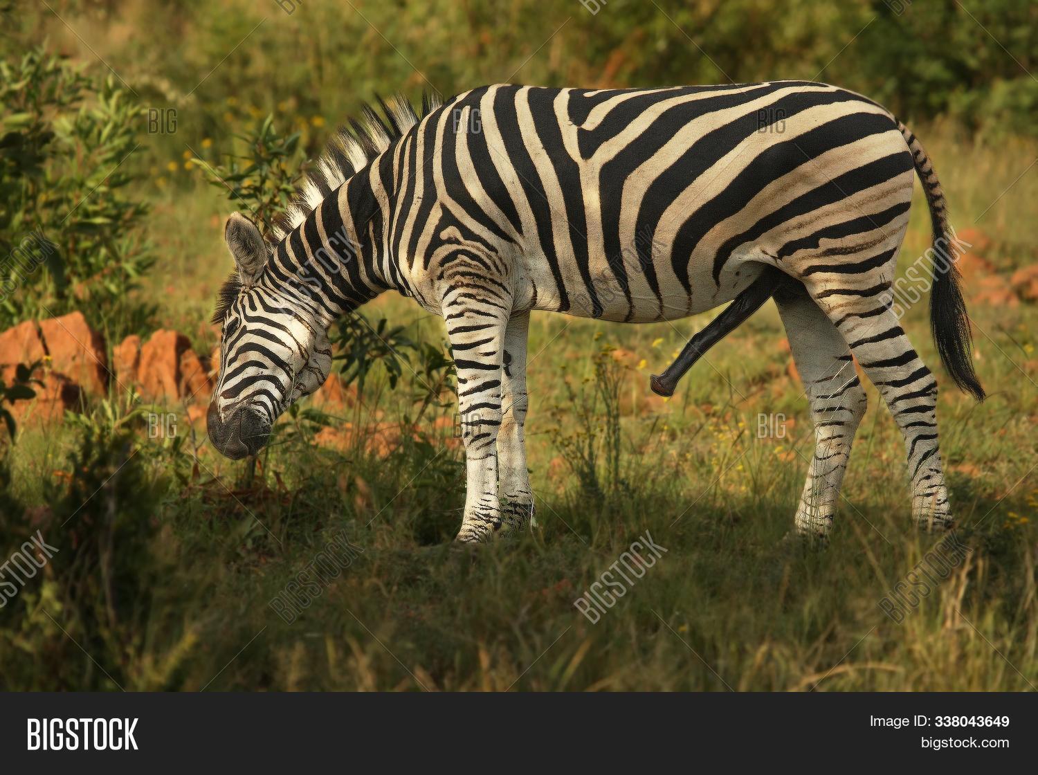 africa,african,animal,antelope,around,background,black,burchellii,equus,erection,evening,formerly,golden,grass,grassland,green,herbivore,hunt,life,mammal,morning,natural,nature,outdoor,park,pattern,penis,plain,quagga,savanna,savannah,south,striped,stripes,sun,wild,wilderness,wildlife,zebra