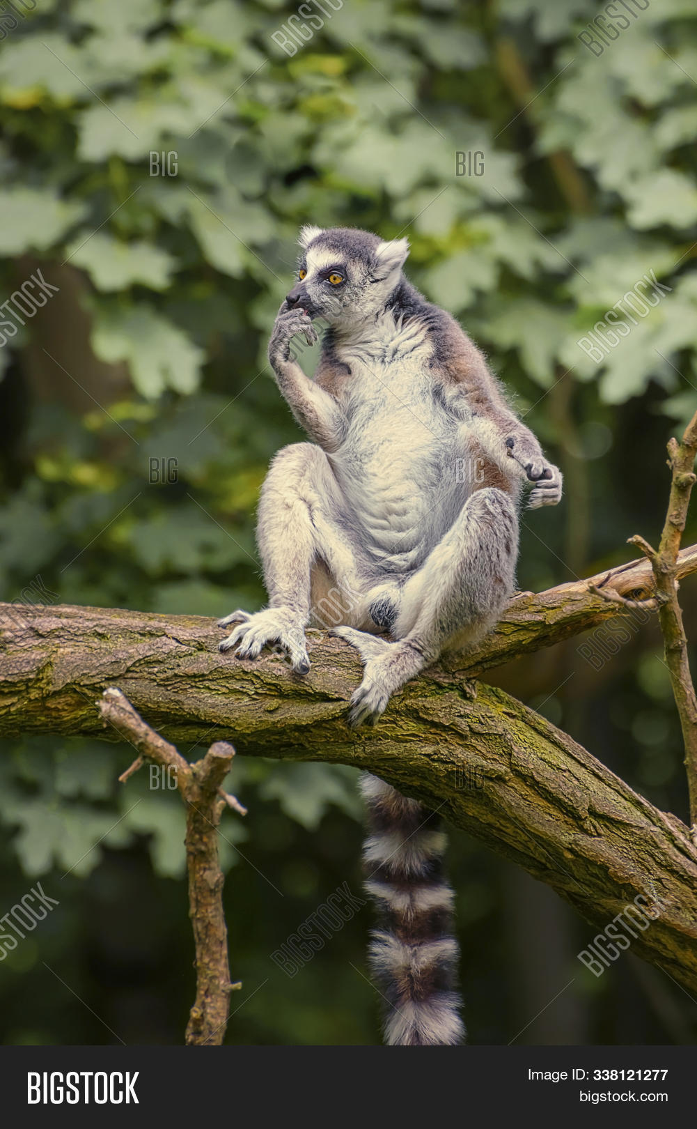 Ring Tailed Lemur, A Strepsirrhini Primate With An Extremely Long