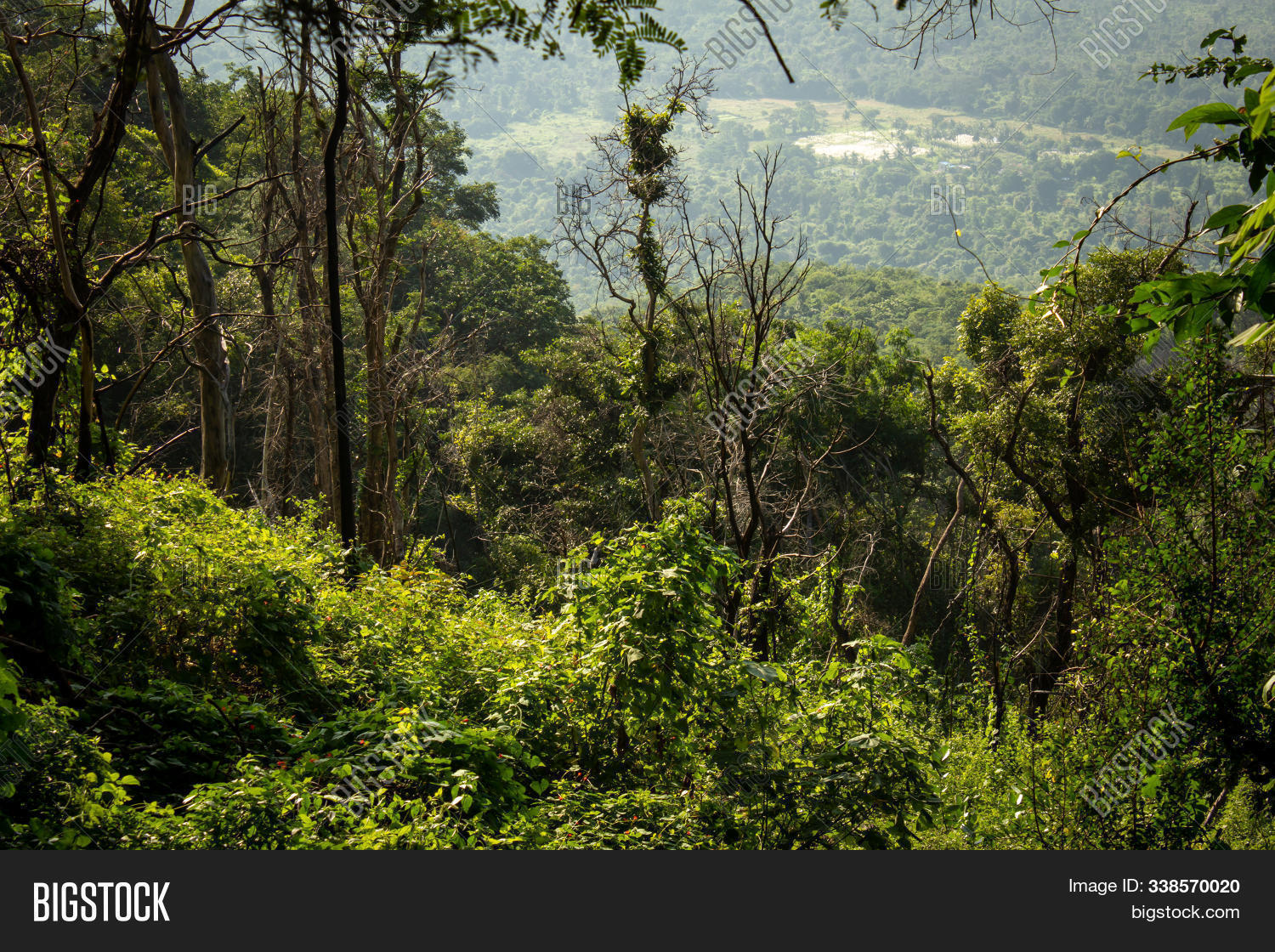 background,beautiful,beauty,branch,cover,covered,eastern,foliage,forest,fresh,ghats,green,ground,hill,india,jungle,landscape,leaf,mountain,nadu,natural,nature,no,non-urban,outdoor,park,pass,people,plains,plants,reserve,road,salem,scene,scenery,scenic,season,south,station,tamil,tourism,tourist,travel,trees,trip,tropical,vegetation,view,wood,yercaud