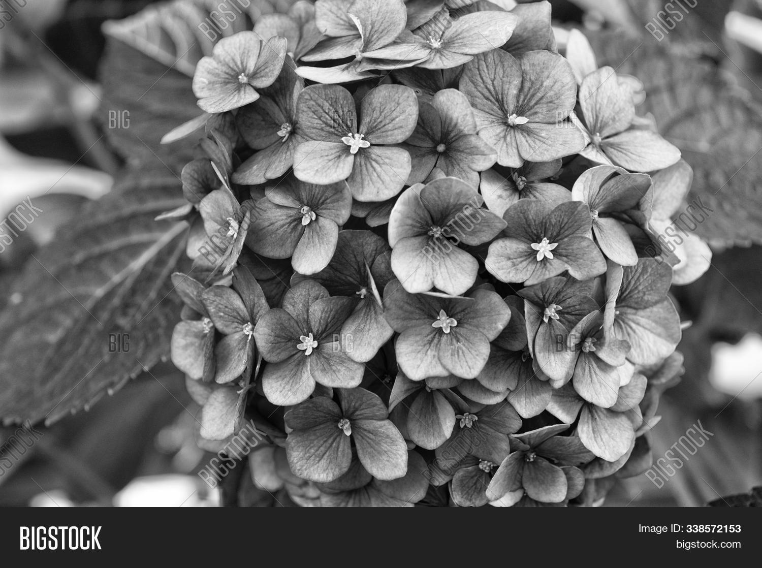 aroma,background,beautiful,beauty,bloom,blooming,blossom,botany,bush,close,color,colorful,concept,decoration,environment,flora,floral,flower,flowerbed,fragrance,fresh,garden,gardening,gorgeous,green,growth,hydrangea,leaf,leaves,little,natural,nature,outdoor,park,perfume,petals,pink,plant,purple,scent,soft,spring,summer,tender,up