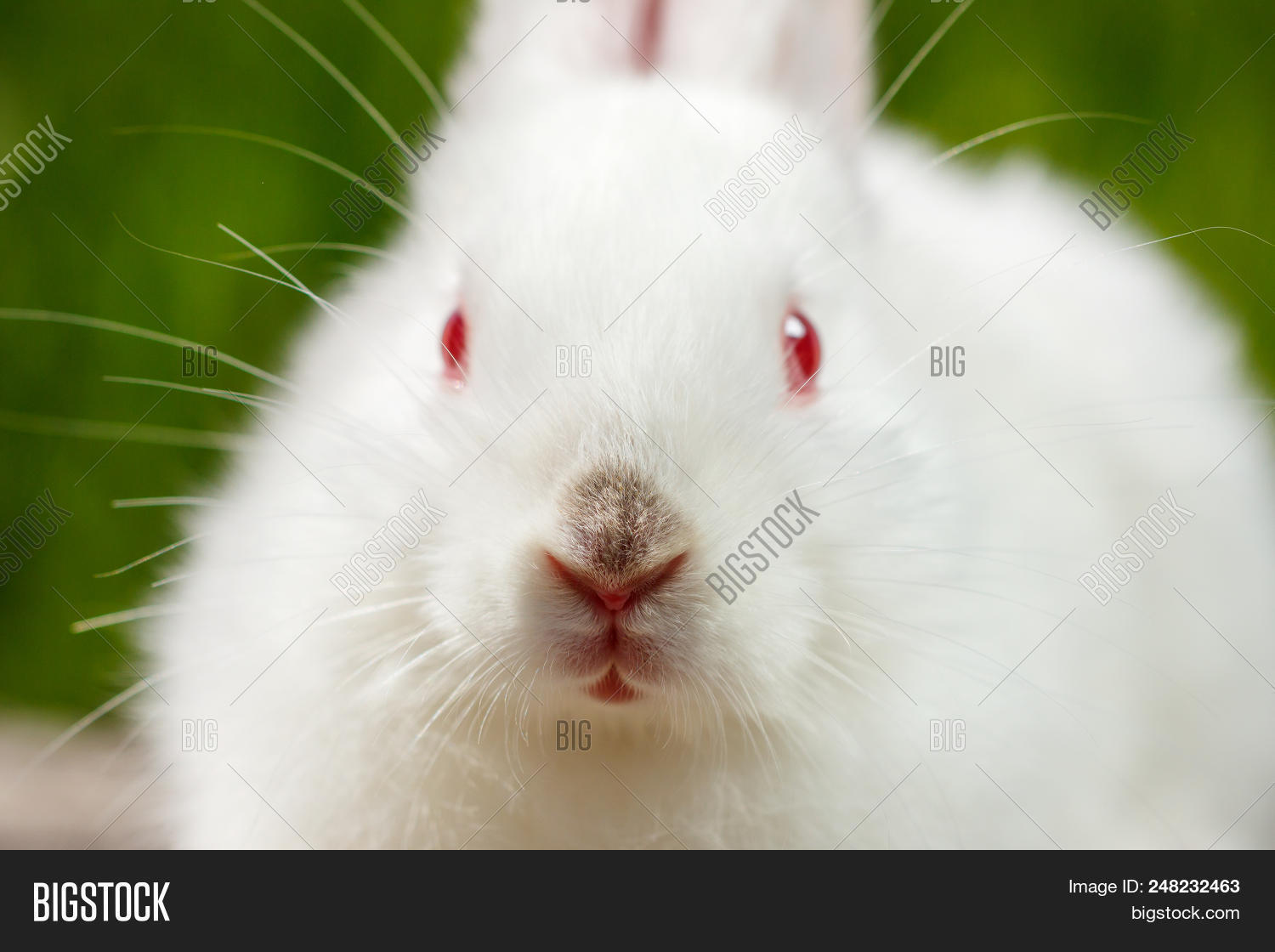 adorable,albino,animal,background,bright,bunny,card,close,close-up,cute,domestic,ear,easter,eyes,farm,fluffy,fur,furry,grass,green,greeting,happiness,hare,holiday,isolated,little,looking,macro,mammal,natural,nature,one,outdoors,pet,portrait,rabbit,rodent,sitting,small,spring,up,view,wallpaper,whiskers,white,wild,wildlife