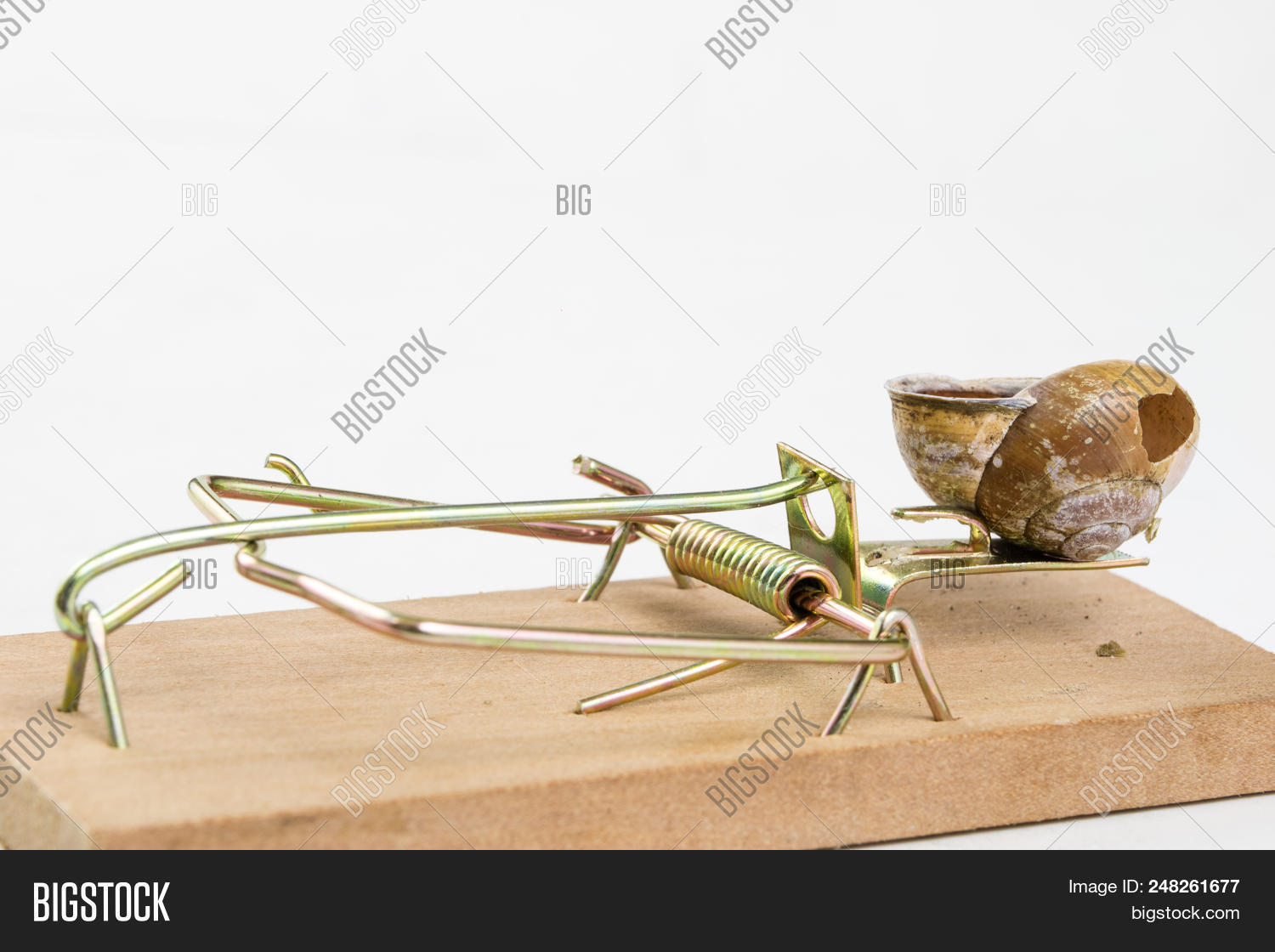 Rodent Shell Mousetrap And Empty Damaged Snail Shell. The Developer's Trap Is ...