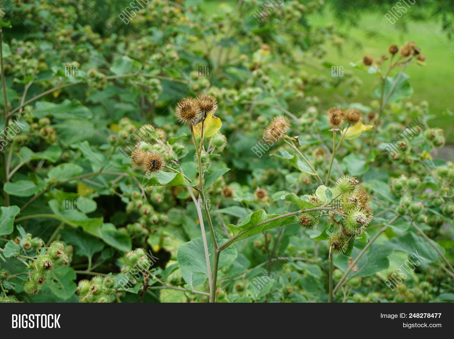 adhesive,american,arctium,august,beggar,bloom,blossom,bristle,burdock,burr,button,chicago,city,club,country,county,edible,flower,gobō,greater,happy,illinois,inflorescence,invasive,joliet,lappa,leaf,major,nature,pink,plainfield,plant,sticker,suburb,suburban,suburbia,summer,thorny,vegetable,vegetation,velcro,weed,wesmere,wild,wildflower,will