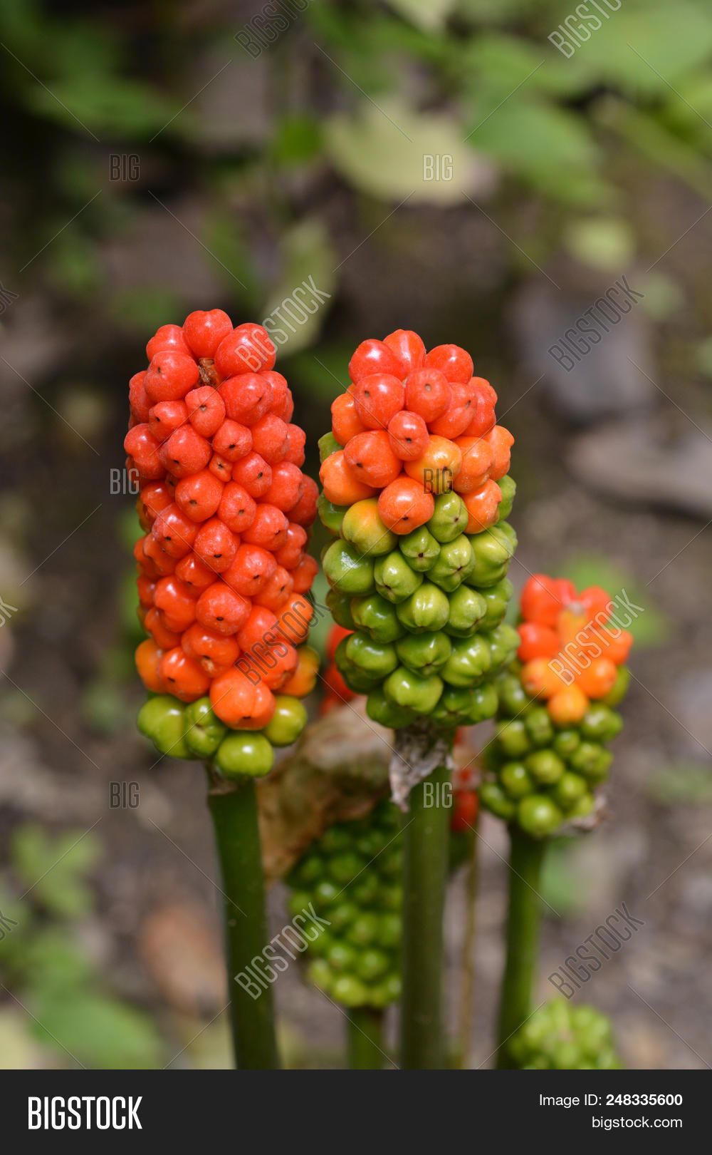 Lords,and,arum,berry,botany,close,cluster,garden,green,ladies,nature,outdoors,plant,poison,red,spotted,summer,up