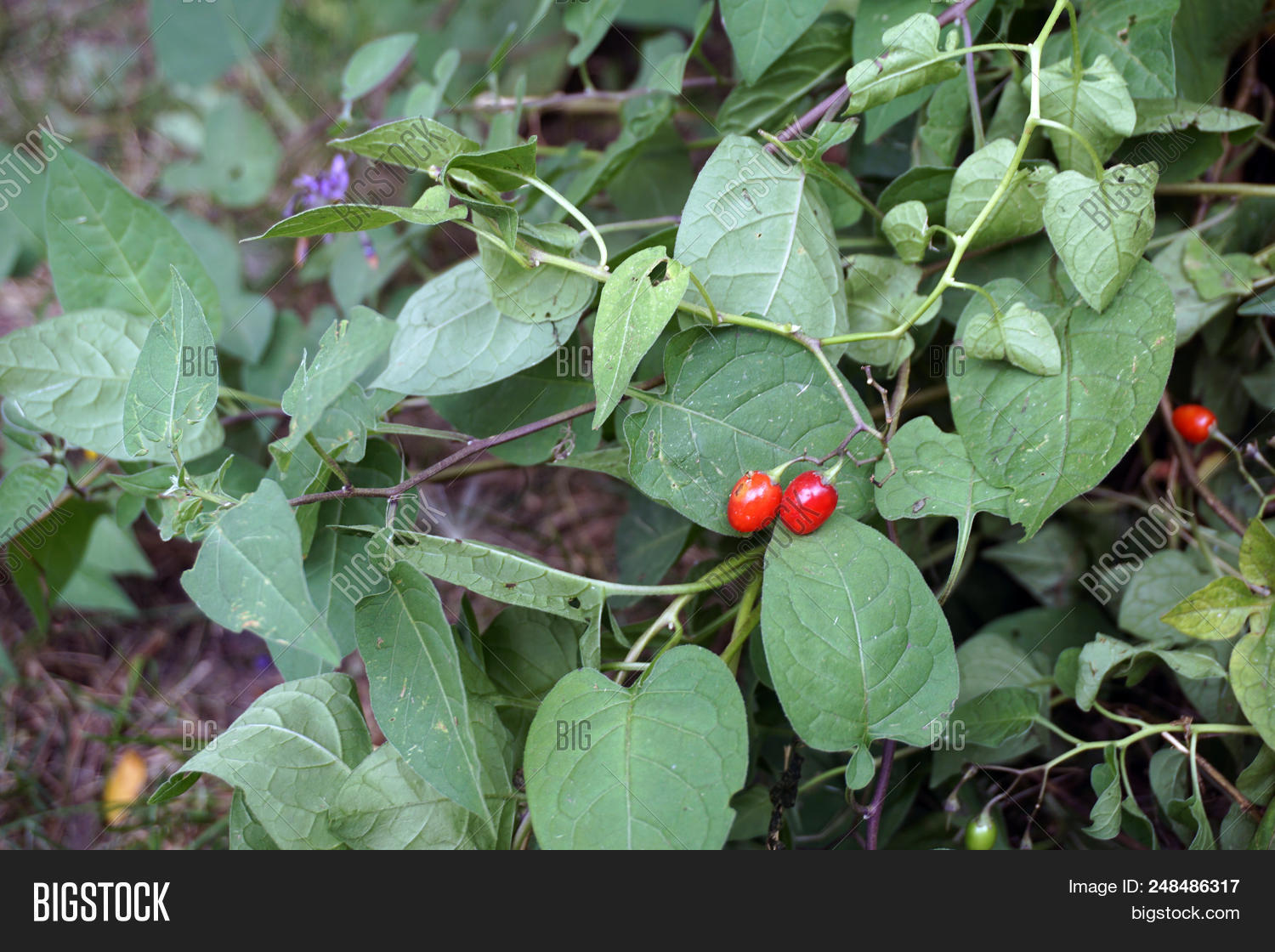 amara,bindweed,bitter,bittersweet,bloom,blossom,bright,chicago,climb,climbing,closeup,club,country,county,dangerous,deadly,dulcamara,dulcis,fellenwort,felonwood,flower,fruit,green,illinois,joliet,nightshade,plainfield,poison,poisonberry,poisonflower,poisonous,red,ripe,scarlet,snakeberry,solanum,suburb,suburban,suburbia,summer,trailing,urban,vine,weed,wesmere,wild,wildflower,will,woody,yellow