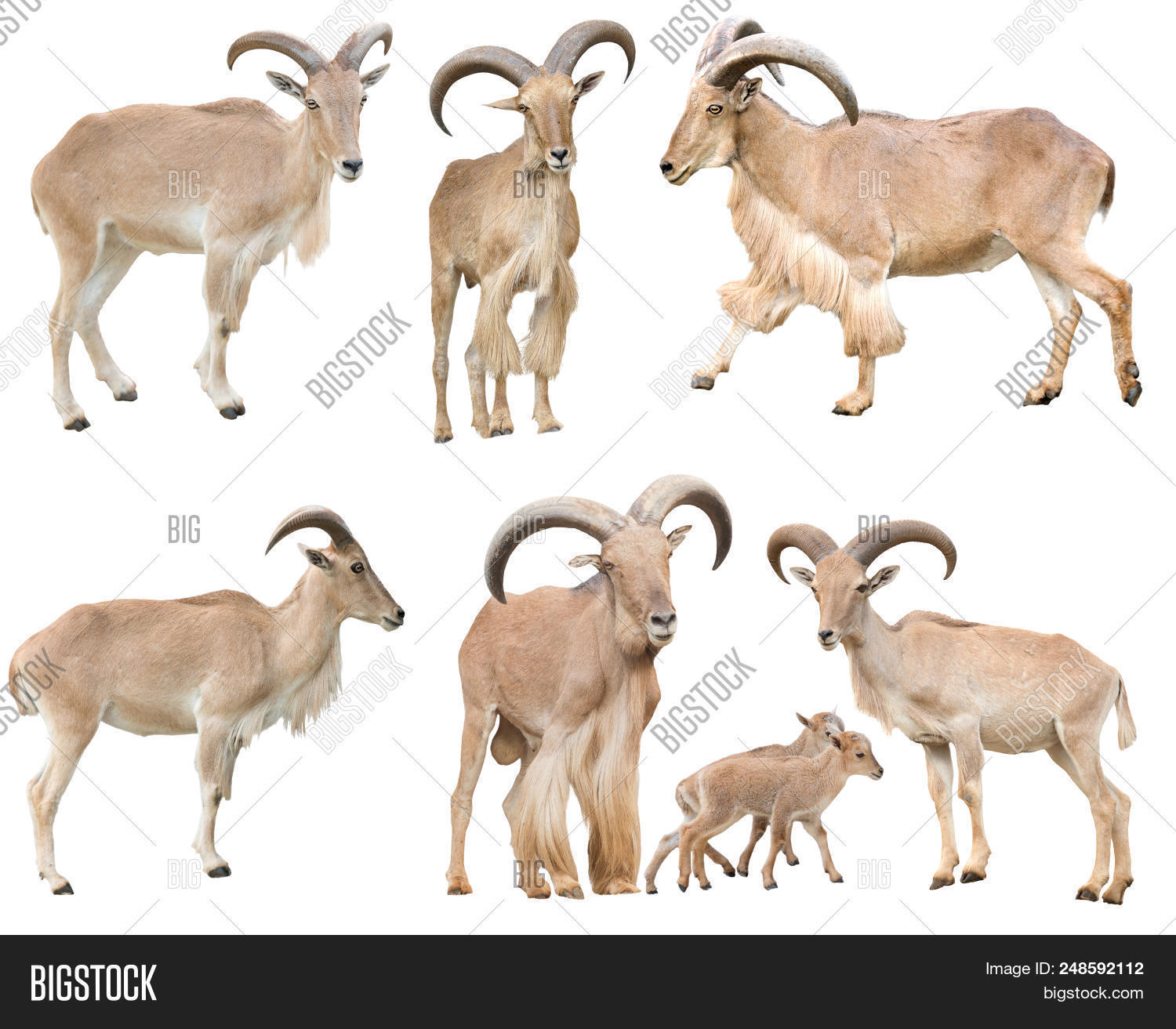 africa,ammotragus,animal,aoudad,baby,background,barbary,beautiful,brown,fauna,female,fur,goat,horn,isolated,lervia,male,mammal,mane,natural,nature,rock,sheep,standing,white,wild,wildlife,young,zoo