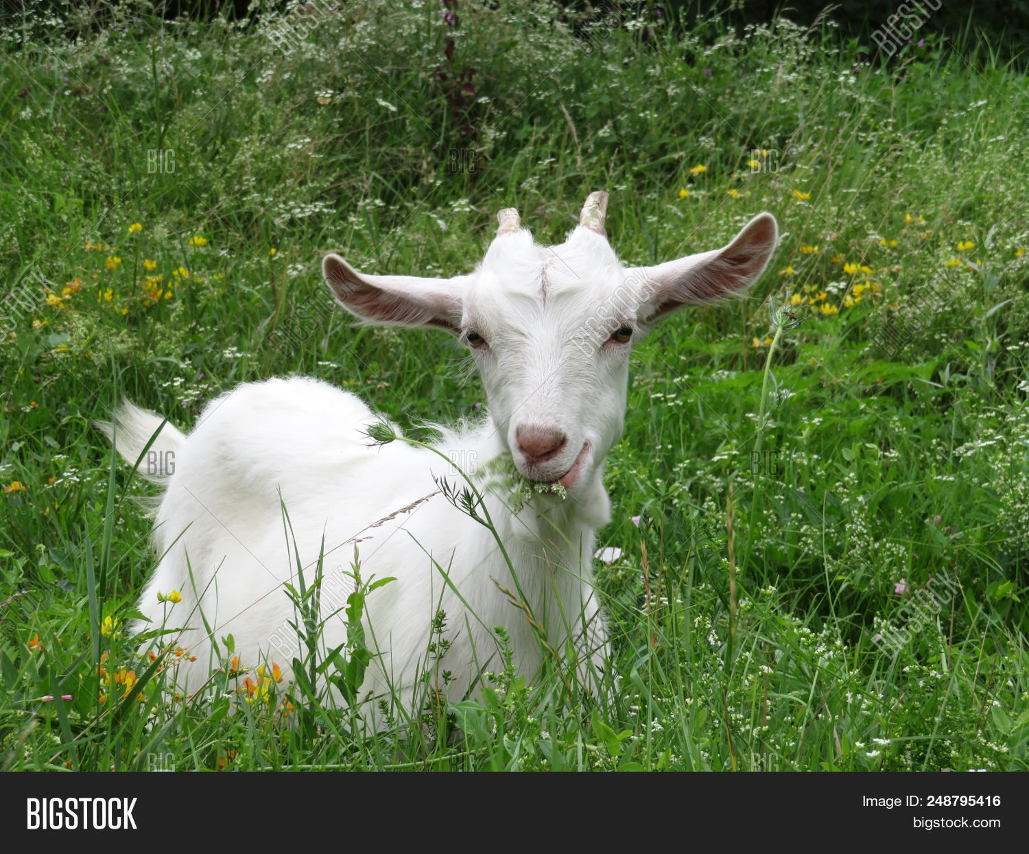 agriculture,animal,baby,closeup,cute,domestic,eating,farm,field,flowers,fur,goat,grass,grazing,green,horn,horned,kid,landscape,little,livestock,looking,mammal,nature,pasture,portrait,rural,summer,white,young