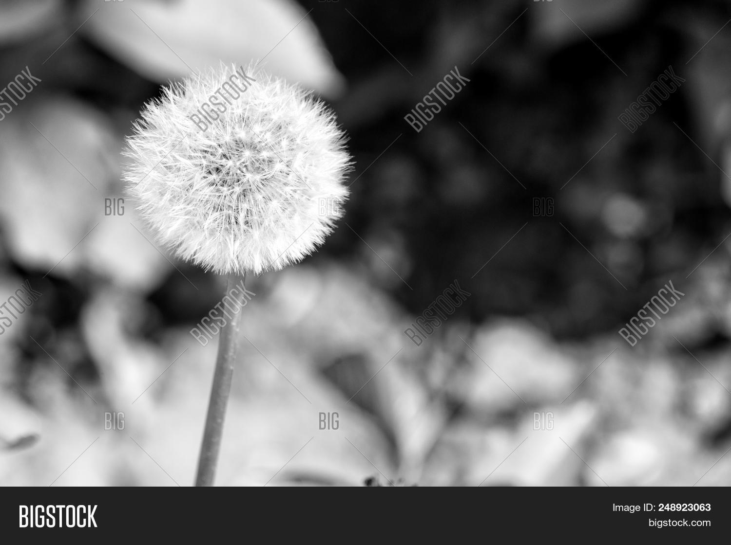 allergic,background,beautiful,beauty,blossom,blowball,botany,dandelion,day,ecology,environment,floral,flower,freedom,growth,idyllic,life,natural,nature,new,plant,pollen,reactions,season,seasonal,seedling,seeds,spring,stem,summer,sunny,wish