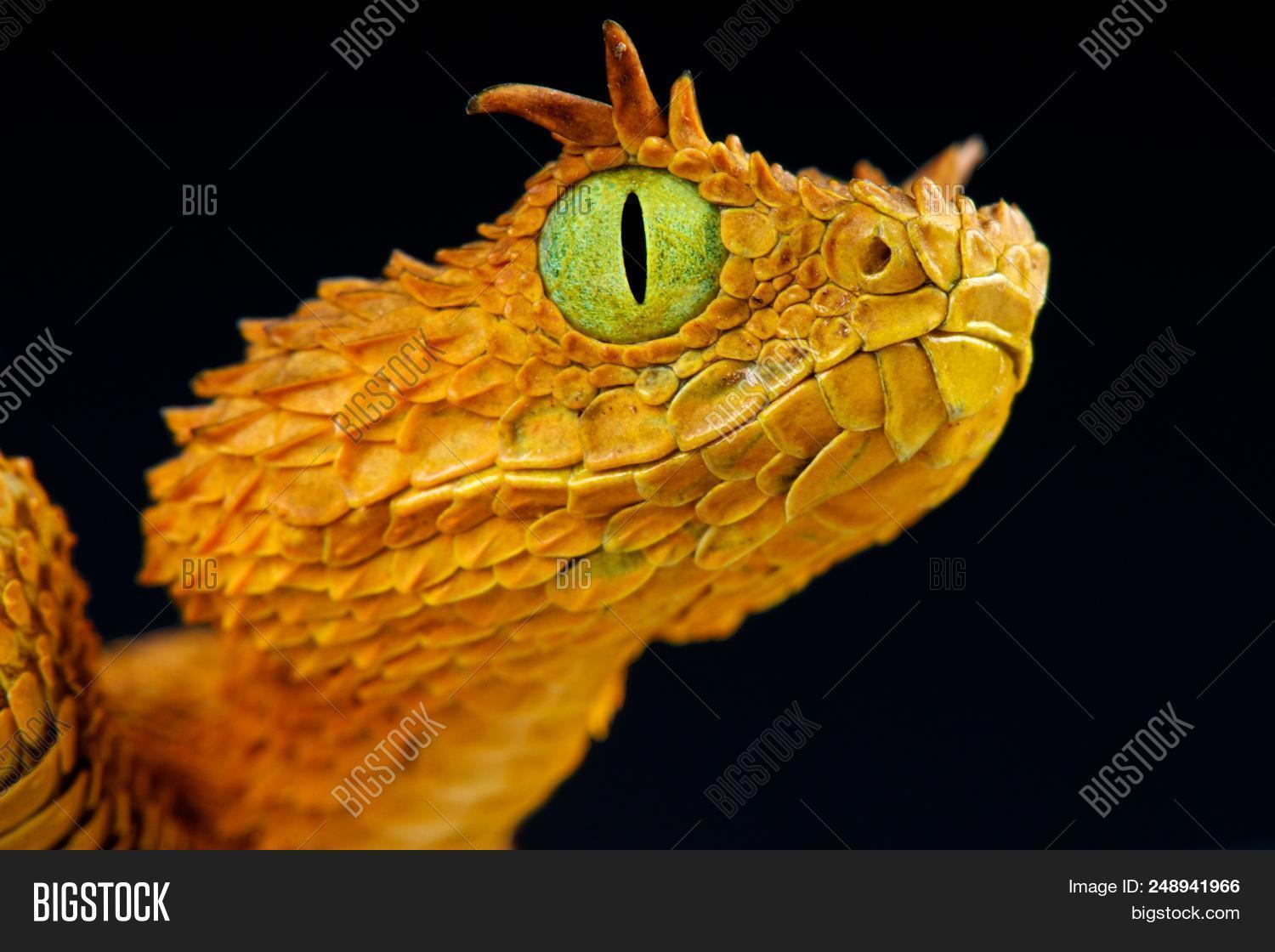 Africa,Atheris,Tanzania,animal,dragon,eyes,fauna,green,horned,horns,nocturnal,orange,predator,snake,spectacular,treesnake,treeviper,viper,wildlife