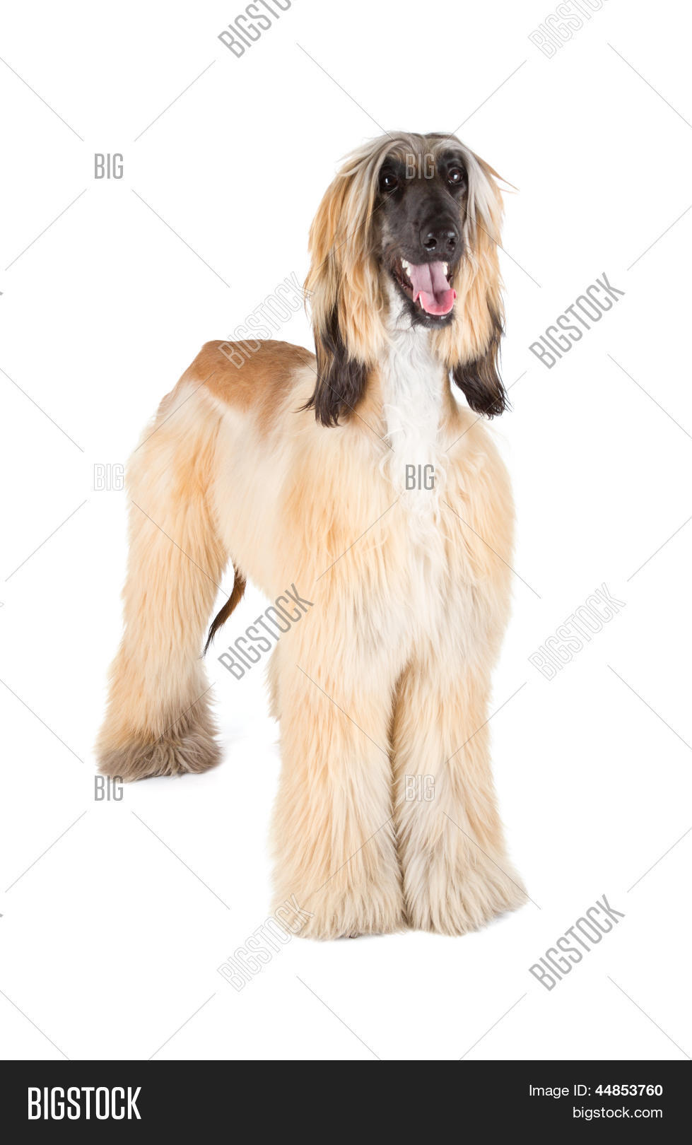 Afghan Hound 44853760 Image Stock Photo