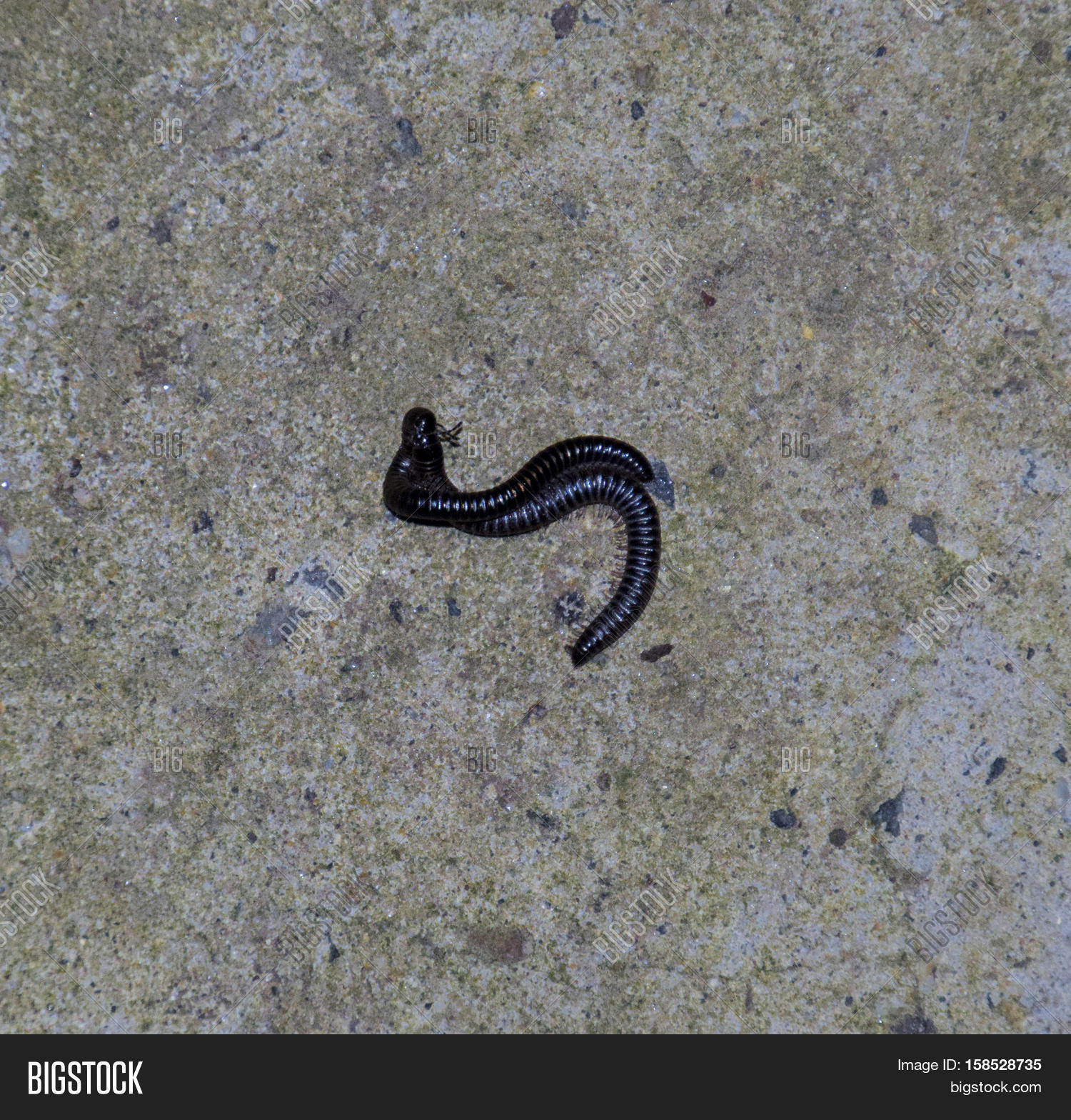 Mating Millipede. Millipede - Centipedes Black With Strong Armor image ...