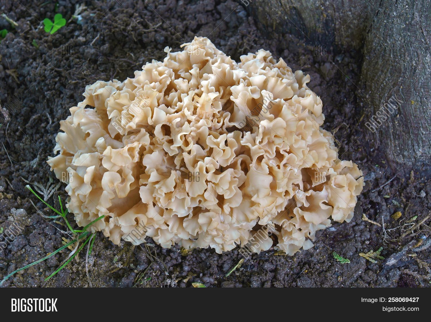 biological,biology,botanical,botany,cauliflower,close,close-up,closeup,edible,fungi,fungus,mushroom,mycological,mycology,nature,radicata,sparassidaceae,sparassis,up