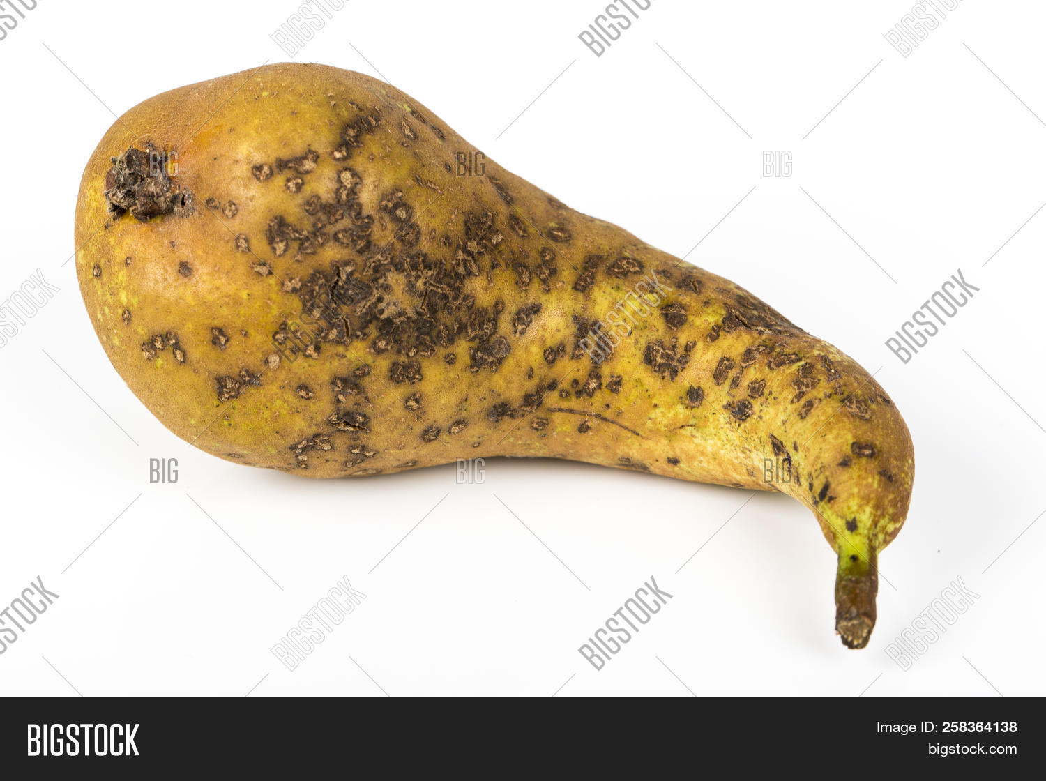 abstract,agriculture,apple,background,bad,bite,butterfly,concept,cross,damaged,decay,decomposed,disease,disgust,disgusting,food,fruit,garden,green,harm,hole,humidity,infected,insect,larva,macro,maggot,mushroom,oidium,organic,parasite,parasitic,pest,pollination,pomonella,putrid,ripe,rot,rotten,rotting,scab,section,tapeworm,white,worm,wormy,write