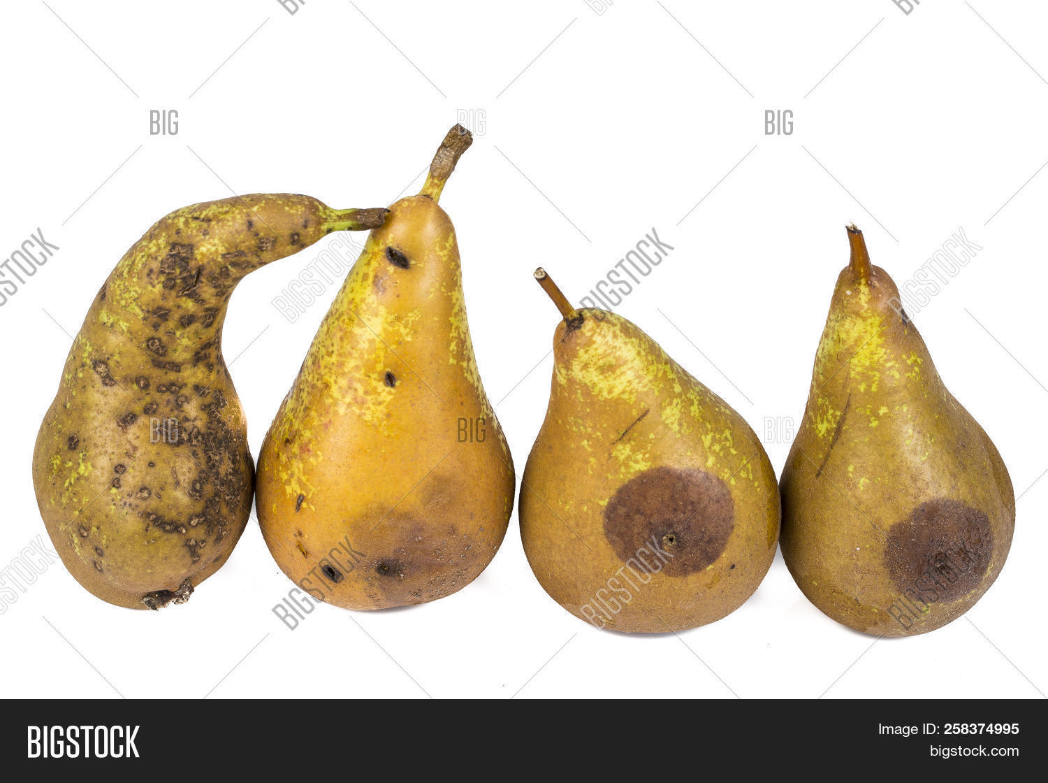 abstract,agriculture,background,bad,bite,butterfly,concept,cross,damaged,decay,decomposed,disease,disgust,disgusting,food,fruit,garden,green,harm,hole,humidity,infected,insect,larva,macro,maggot,mushroom,oidium,organic,parasite,parasitic,pear,pest,pollination,pomonella,putrid,railroad,ripe,rot,rotten,rotting,scab,section,tapeworm,white,worm,wormy