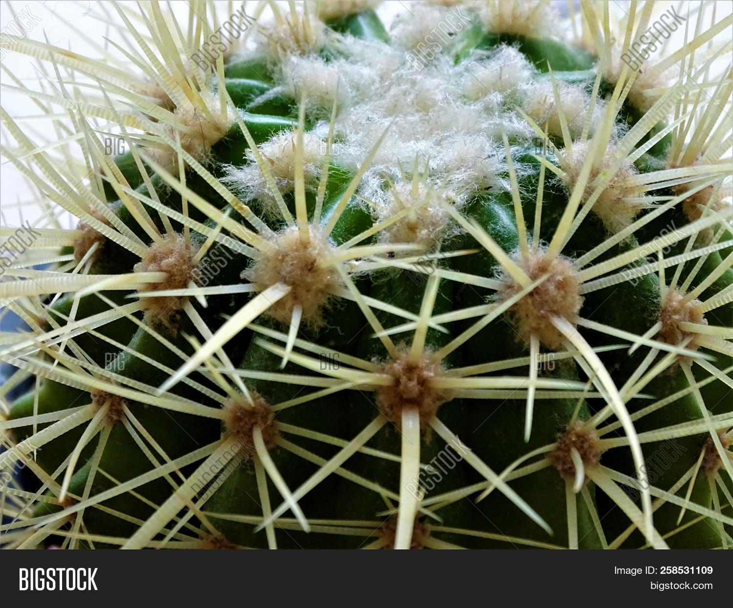 age,background,barb,blooming,blossom,blossoming,botanical,botany,breed,cacti,cactus,close,colorful,conservatory,contrast,desert,detail,dried,flora,floral,floridly,flower,forms,garden,gardening,green,greener,growth,leaf,long,mammillaria,natural,nature,needle,open,pattern,pink,plant,prickly,sharp,small,soft,spike,spines,spring,summer,thorn,tropical,up