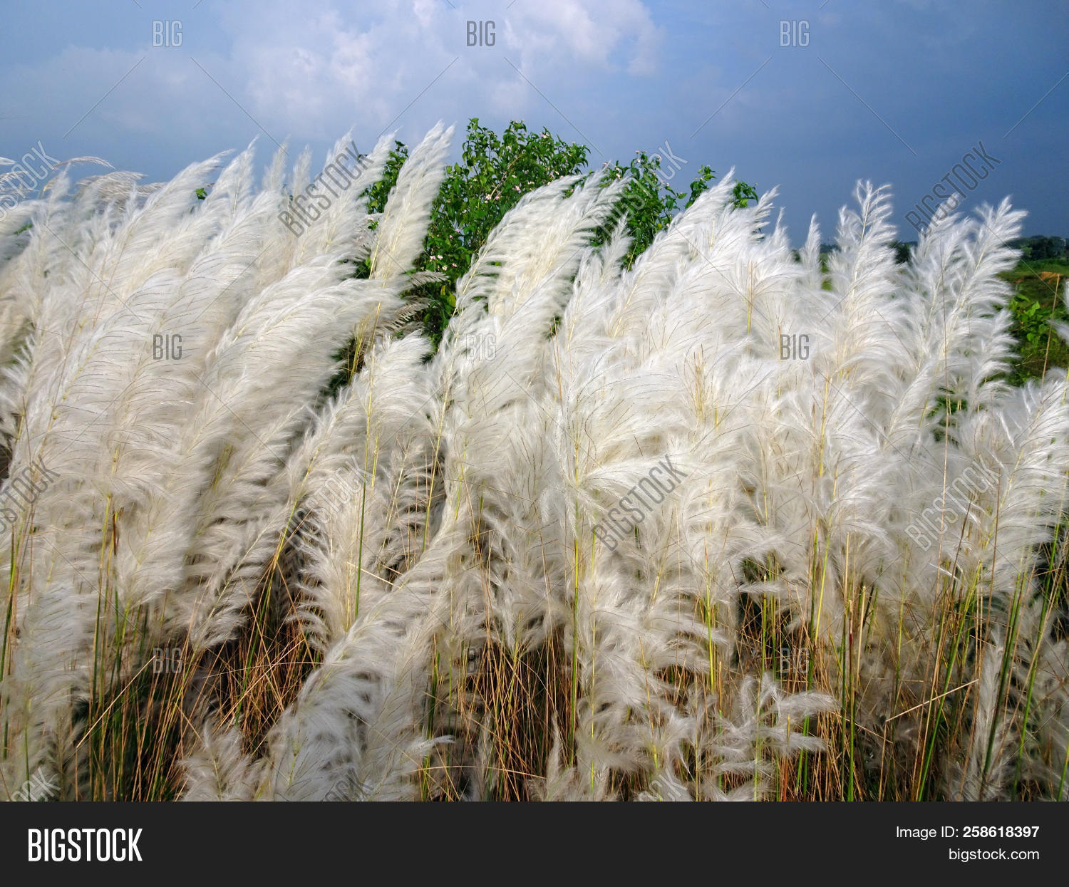 autumn,background,beautiful,beauty,bloom,blossom,branch,breeze,bright,closeup,cloud,color,countryside,detail,durga,environment,farm,field,flora,floral,flower,forest,grass,grow,kans,kash,landscape,light,macro,natural,nature,outdoor,plant,puja,rural,saccharum,scenery,scenic,season,seasonal,sky,space,spontaneum,sun,travel,tree,view,white,wild,wind