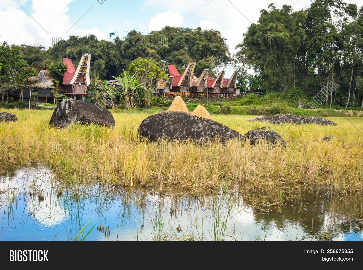 Asia,Indonesia,ancestral,architecture,batutumonga,beautiful,boat-shaped,buffalo,building,bull,carving,culture,detail,ethnic,exterior,famous,field,heritage,highlands,history,horns,house,indigenous,landmark,landscape,mountains,old,outdoor,place,rantepao,roof,rooftop,rural,sightseeing,sky,south,sulawesi,tana,tongkonan,toraja,torajan,tourism,traditional,travel,view,village,wood,wooden