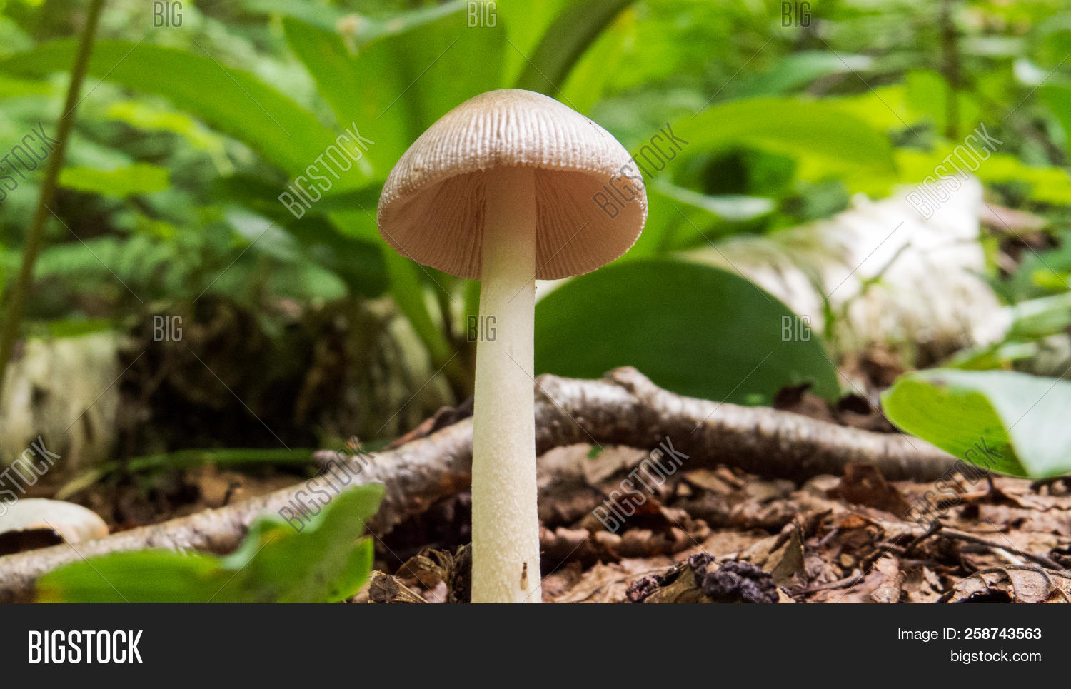 beige,botany,bright,brown,canada,canadian,closeup,colorful,colors,day,dead,earth,edible,food,forest,fungi,fungus,green,ground,isolated,leaves,macro,moss,mush,mushroom,natural,nature,organic,park,peaceful,photo,photography,picture,plant,quebec,season,small,south,summer,sunlight,tree,water,wet,white,wildlife,wood,wooden