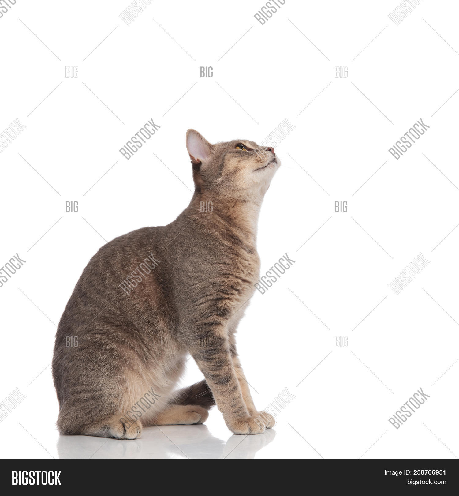 adorable,animal,background,breed,cat,curious,cute,feline,grey,happy,head,isolated,kitten,kitty,little,look,metis,mixed,pet,pus,pussy,raised,seated,side,side view,sit,up,view,white