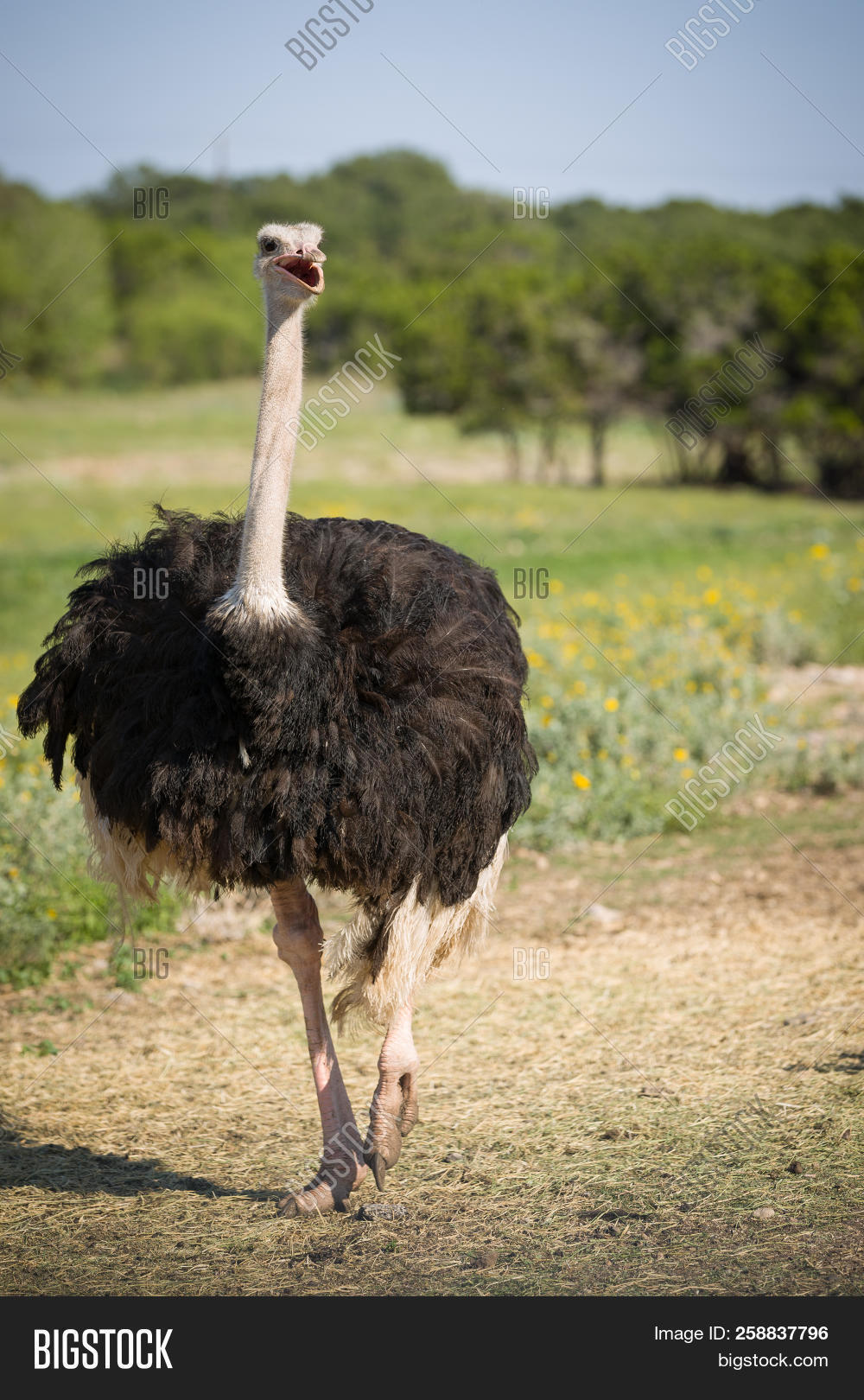adventure,africa,african,animal,avian,background,beak,big,bird,black,blue,botswana,camelus,conservation,desert,feather,female,flightless,grass,grassland,kenya,landscape,large,legs,long,male,national,natural,nature,neck,ostrich,outdoor,park,plains,reserve,safari,savanna,savannah,sky,south,southern,struthio,tall,tanzania,travel,wild,wilderness,wildlife