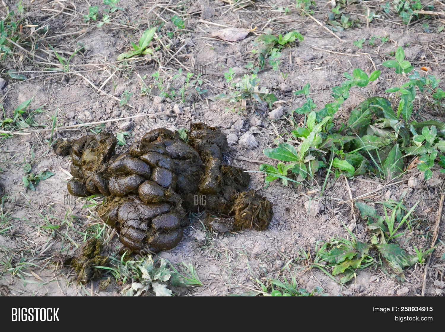 agricultural,agriculture,animal,background,brown,bullshit,cattle,compost,cow,crap,curious,dirt,droppings,dry,dung,environment,excrement,farm,feces,fertile,fertilize,fertilizer,field,fresh,fuel,gardening,grass,green,heap,horse,india,manure,matter,muck,natural,nature,nobody,organic,outdoors,outside,paddock,pat,pile,poo,poop,rural,smell,smelly,unpleasant