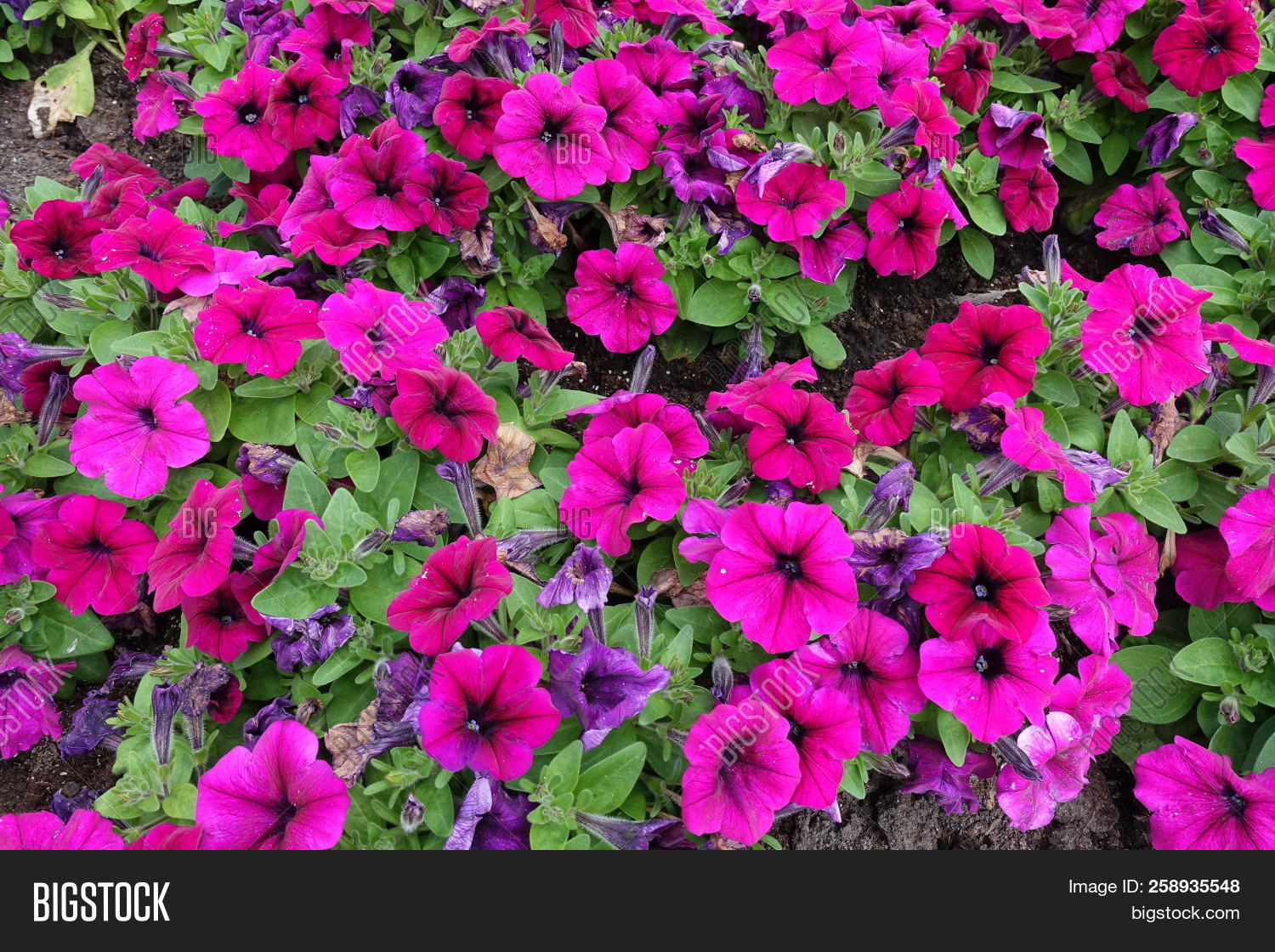 Petunia,annual,atkinsiana,backdrop,backgrounds,beautiful,bloom,blossom,blossoming,botany,bright,bud,cerise,flora,florescence,flower,flowerbed,foliage,fuchsia,garden,green,greenery,growth,herb,herbaceous,hybrid,hybrida,inflorescence,leaf,life,lush,magenta,nature,nothospecies,ornamental,outdoors,park,petal,pink,plant,ruby,stem,summer,vegetation,vibrant
