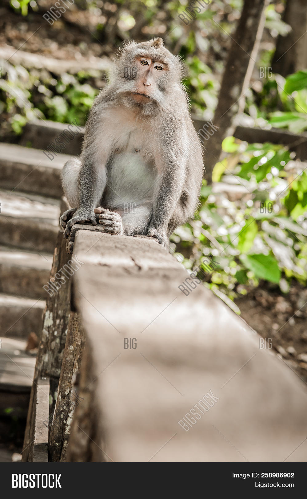 animal,ape,asia,asian,baby,bali,child,close,cute,face,family,fauna,feeding,female,forest,funny,fur,grey,group,hair,hanuman,indonesia,jungle,langur,long,looking,macague,mammal,monkey,mother,national,natural,nature,outdoor,park,portrait,primate,relaxing,sitting,sky,summer,tailed,travel,tropical,ubud,up,wild,wildlife,young,zoo