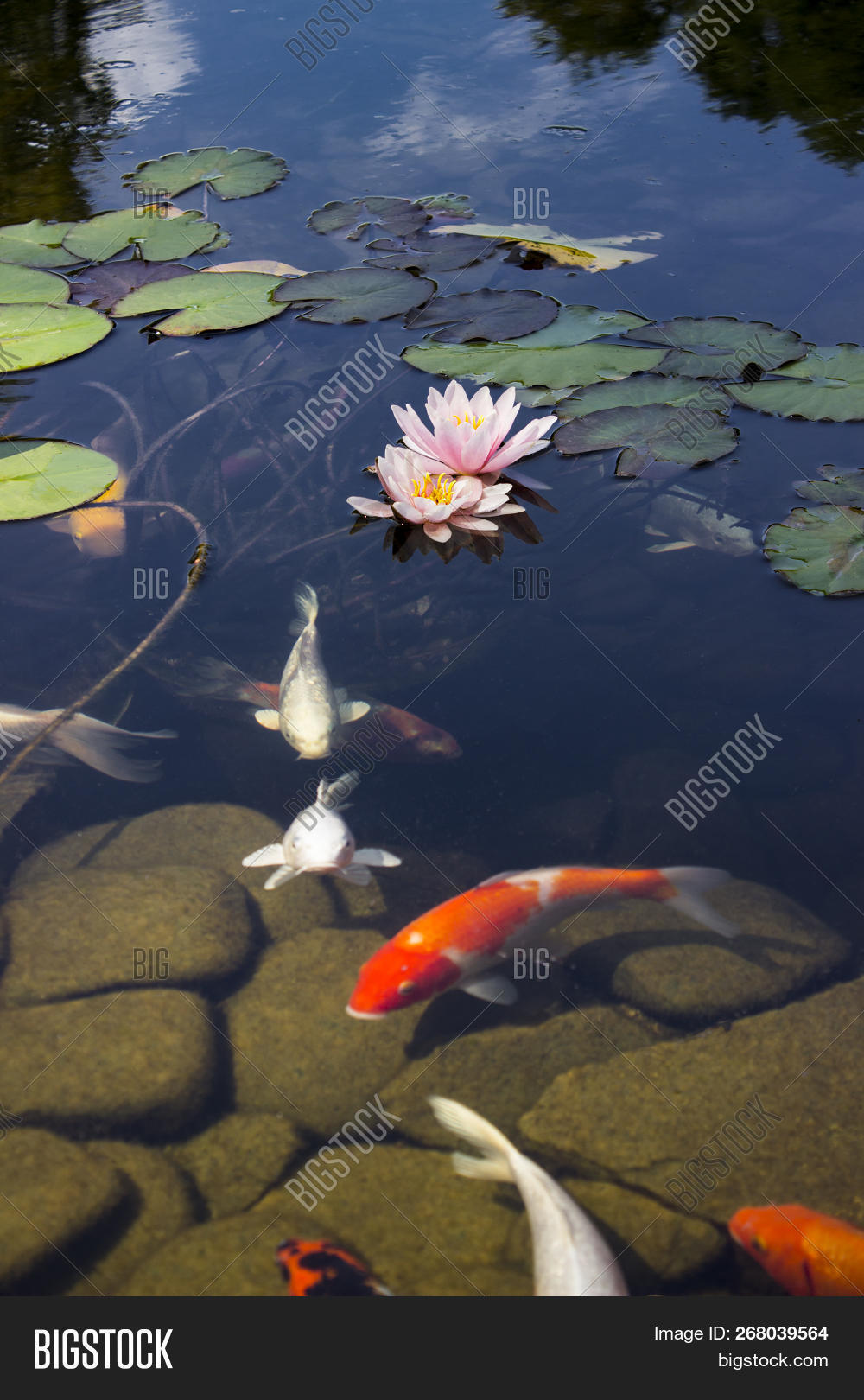 Animal,Carp,Color,Garden,Gold,Green,Growth,Hobbies,Horizontal,Idyllic,Japanese,Landscaped,Lily,Motion,Nature,No,Non-Urban,Ornamental,Outdoors,People,Plant,Pond,Reflection,Relaxation,Scene,Swimming,Tranquil,Tree,Water,autumn,circles,drops,fish,image,lake,leaves,lotus,october,orange,peace,peacefull,photo,photography,red,scales,slowly,waves,yellow