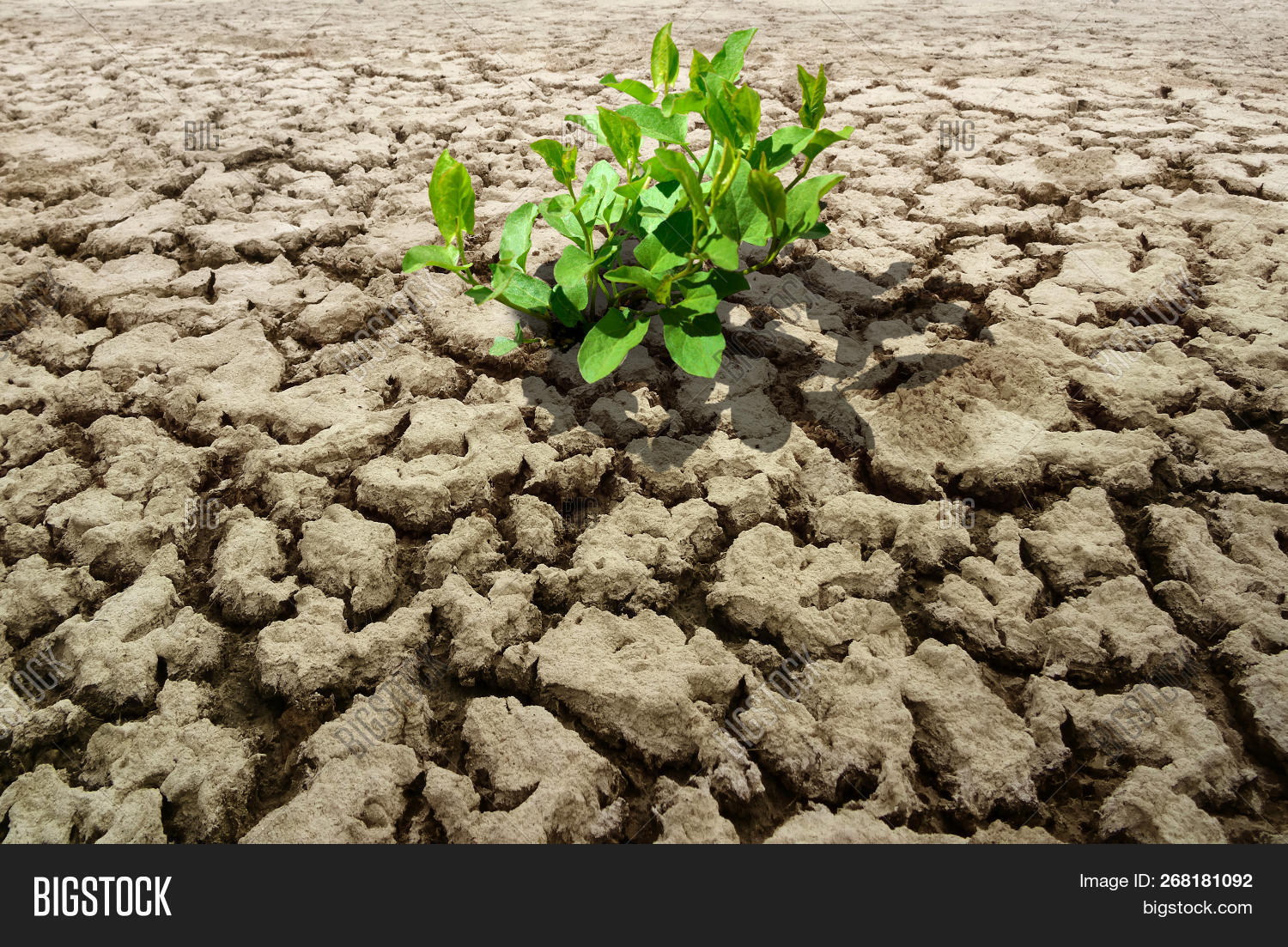 arid,climate,concept,crack,cracked,desert,dirt,disaster,drought,dry,earth,ecology,environment,environmental,global,green,ground,growing,growth,heat,hot,land,leaf,life,mud,natural,nature,plant,seedling,soil,sprout,summer,surface,tree,warming,wasteland,weather