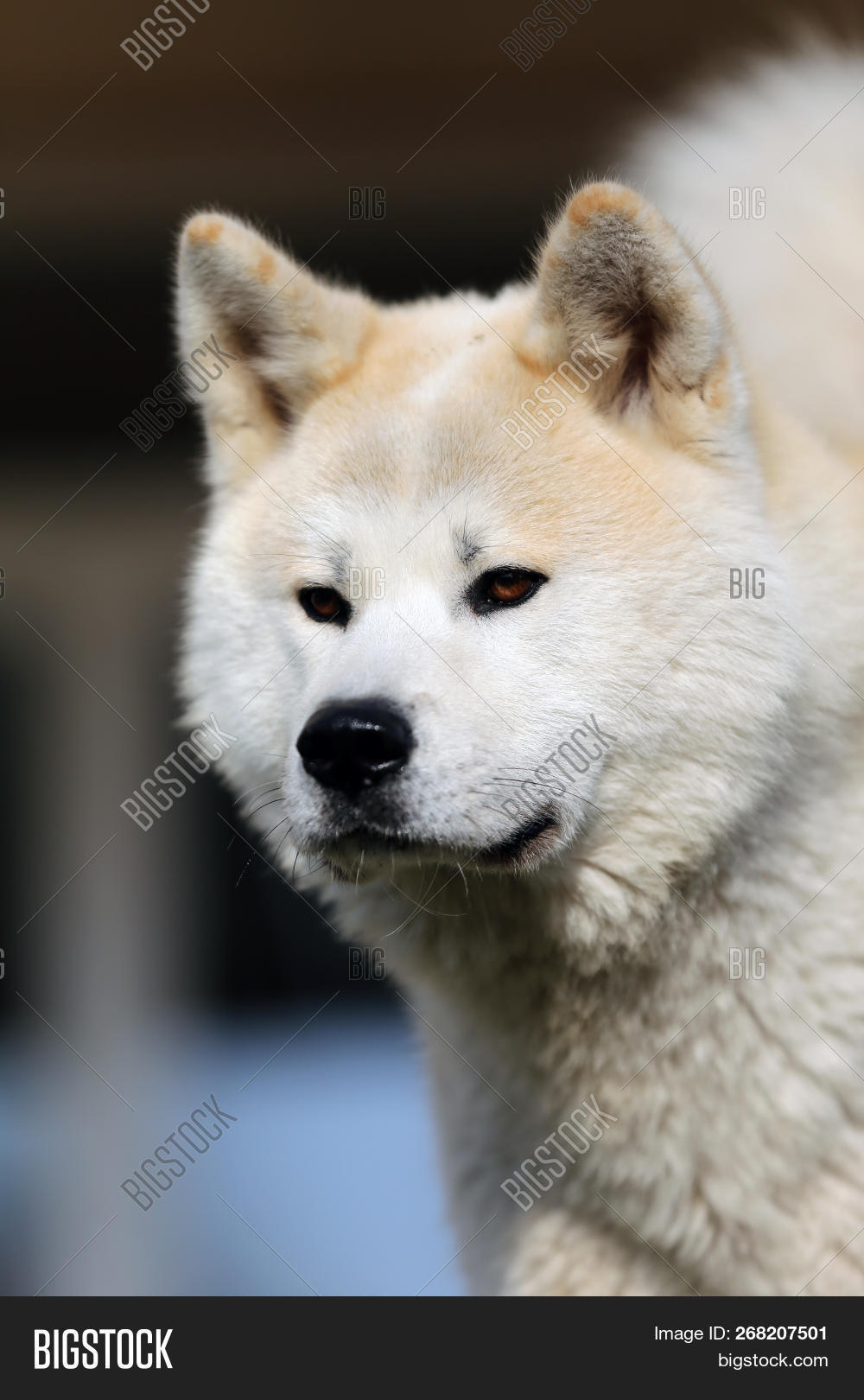 adorable,adult,akita,animal,background,beautiful,breed,brown,canine,close,cute,dog,domestic,face,friend,friendship,fun,funny,green,head,honsu,hunting,outdoor,pedigreed,pet,portrait,pretty,puppy,purebred,red,serious,shiba,shots,siberian,sitting,small,smile,snow,summer,white,winter,yellow,young
