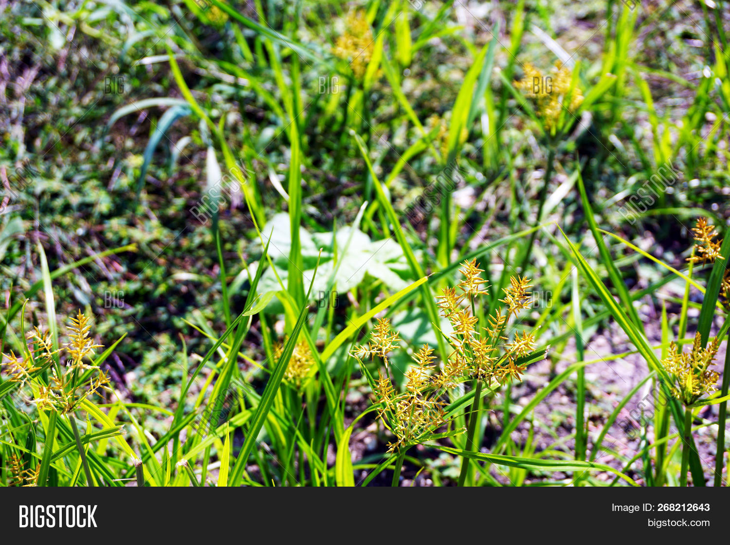 Yellow Nutsedge (cyperus Esculentus), Also Called Chufa Sedge, Nut