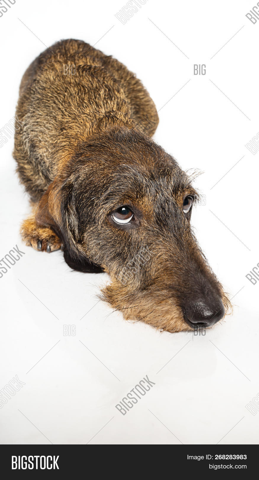 Wire Haired Dachshund Laying Down And Looking Up To The Right