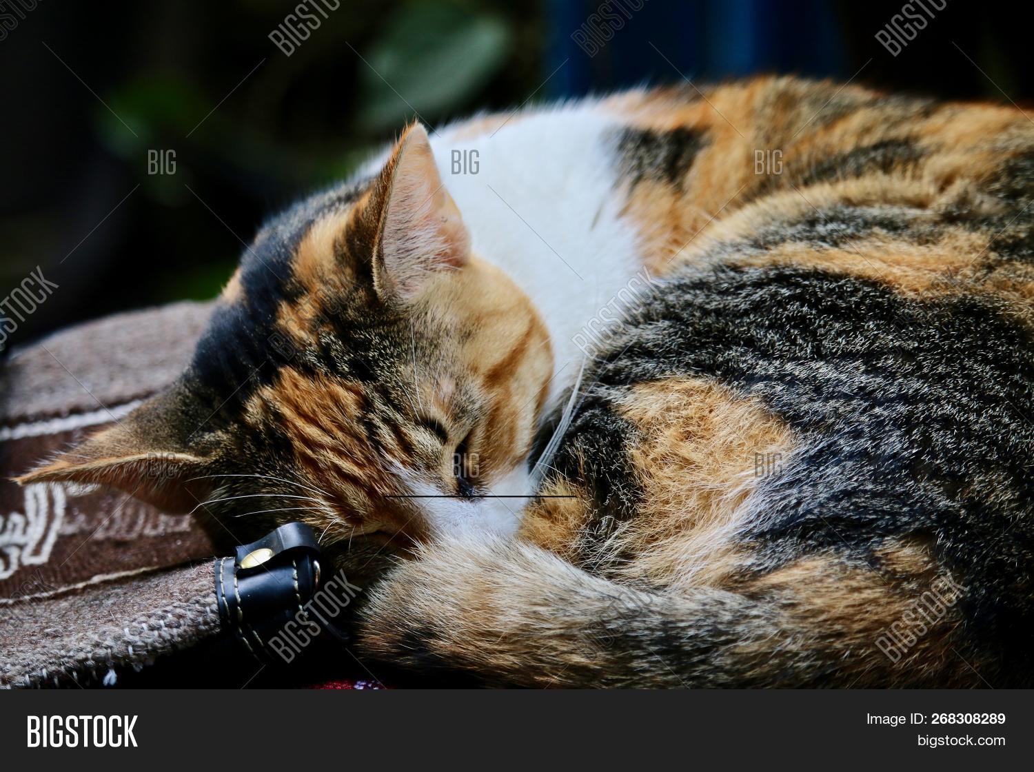 bag,calico,cat,close,comfortable,comfy,curled,dark,domestic,ginger,grey,happy,house,kitty,leather,moggy,morning,patches,patchy,pets,relaxing,rest,resting,sleep,sleeping,snooze,splotches,torti,tortoiseshell,tricolour,up,white