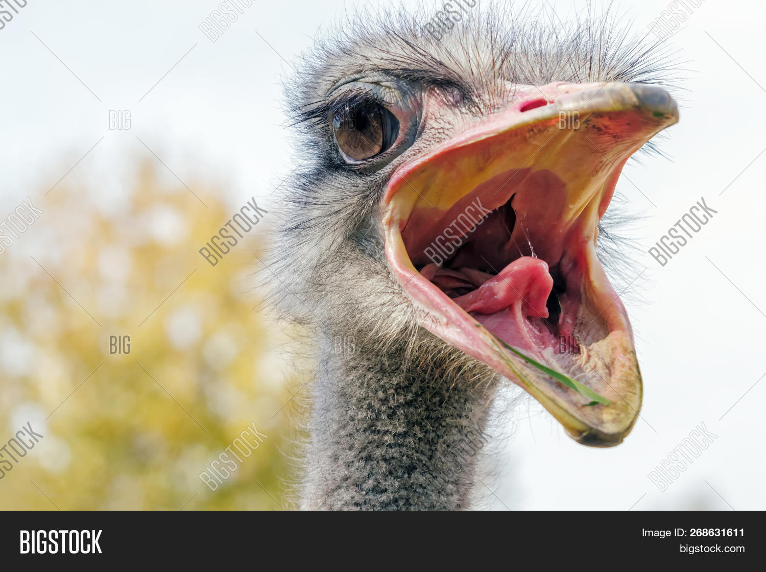 Angry,Struthio,africa,animal,aves,aviary,background,beak,big,big-bird,bird,camelus,cassowary,close,close-up,closeup,common,eye,face,feather,flightless,fowl,funny,gray,grey,head,male,nature,nature-photography,neck,ornithology,ostrich,ostriche,outdoors,personal,photography,portrait,ugly,ugly-bird,up,watching,wild,wildlife