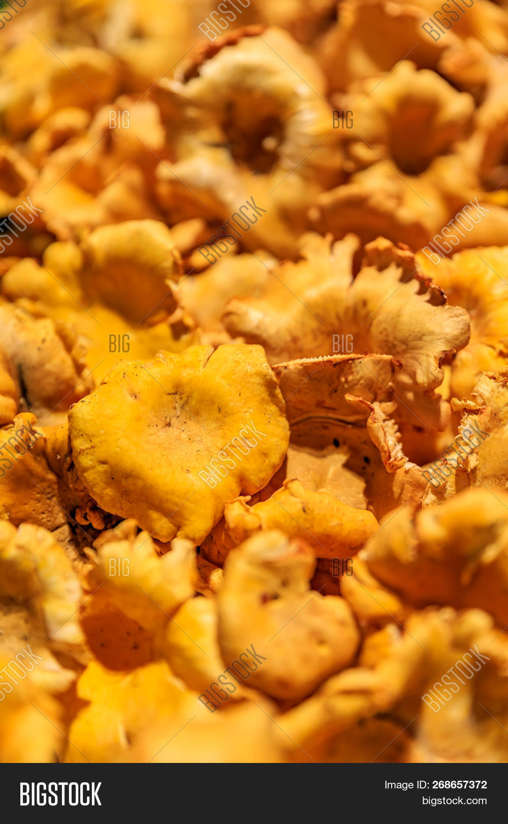 america,american,autumn,chanterelle,closeup,coast,cook,cooking,cuisine,fall,food,forest,fresh,fungi,fungus,gastronomy,gold,golden,gourmet,harvest,market,marketplace,mushroom,natural,north,northwest,nutrition,orange,organic,pacific,pike,place,produce,raw,ripe,season,seattle,states,store,travel,united,us,usa,vegetable,vegetarian,veggie,wa,washington,west,wild