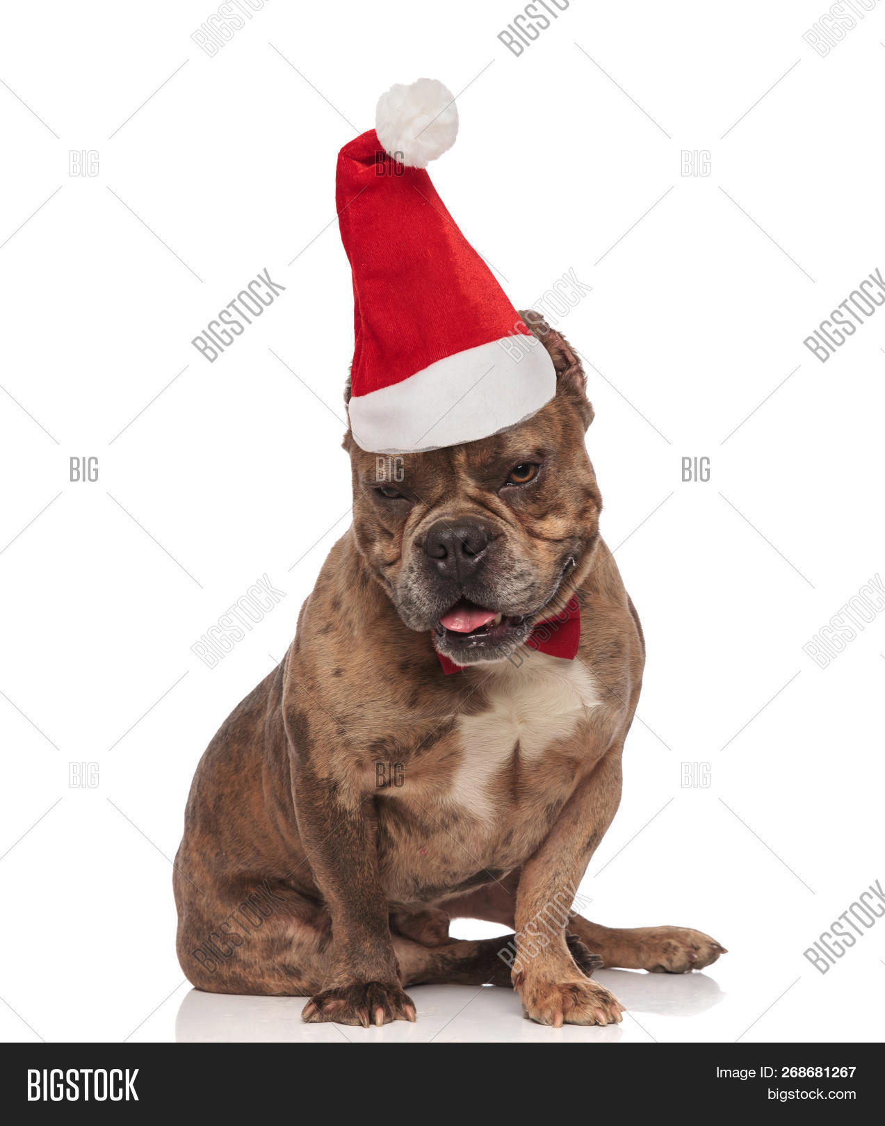 adorable,american bully,animal,background,black,bow,bowtie,breed,canine,cap,christmas,classy,costume,curious,cute,dog,domestic,down,elegant,exposed,fur,furry,gentleman,happy,hat,holiday,isolated,little,look,looking,merry,mouth open,pet,puppy,red,saint nick,santa,santa claus,seated,sit,tie,tongue,white,winter