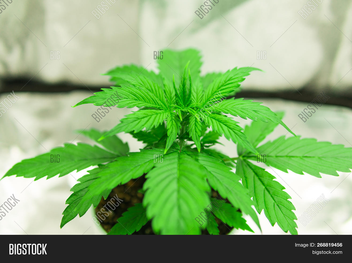 CBD,agriculture,background,bud,cannabis,culture,drug,farm,ganja,grow,growth,health,hemp,herb,herbal,indica,leaf,marijuana,medical,medicinal,medicine,narcotic,natural,nature,plant,pot,sativa,thc,usa,weed