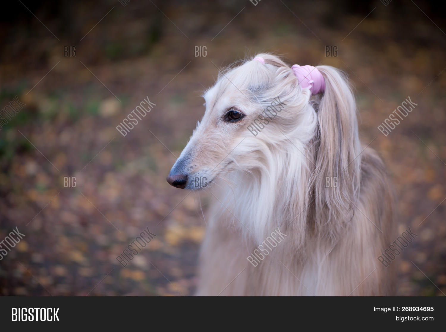 afghan,animal,autumn,beauty,boils,breed,champion,collar,couple,dedication,dog,exhibition,fairy,fitness,forest,friend,haired,hairstyle,hounds,jewels,king,long,lord,loyalty,magnificent,mystic,prince,show,stones,stylish,tale,two,winner,yellow
