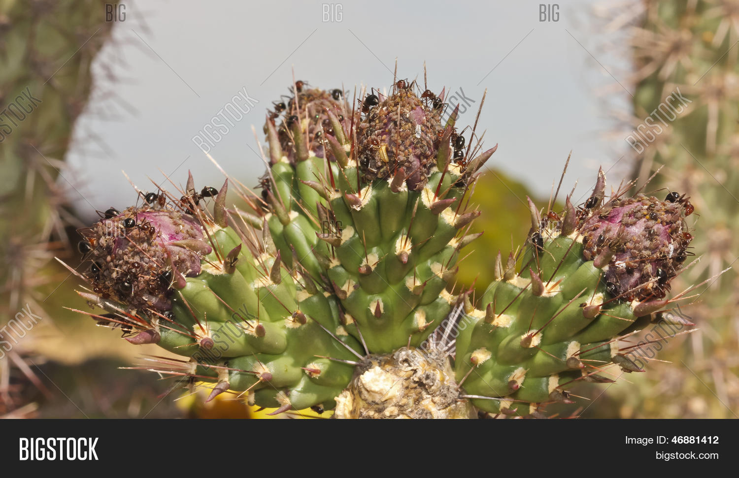 animal,ant,aphid,aphididae,blue,bud,cactii,cactus,cholla,eggs,formicidae,green,homoptera,honeydew,hymenoptera,insect,natural,nature,outdoor,parthenogenesis,pest,plant,red,sky,spine,tend,tending,thorn,winged,wingless,young