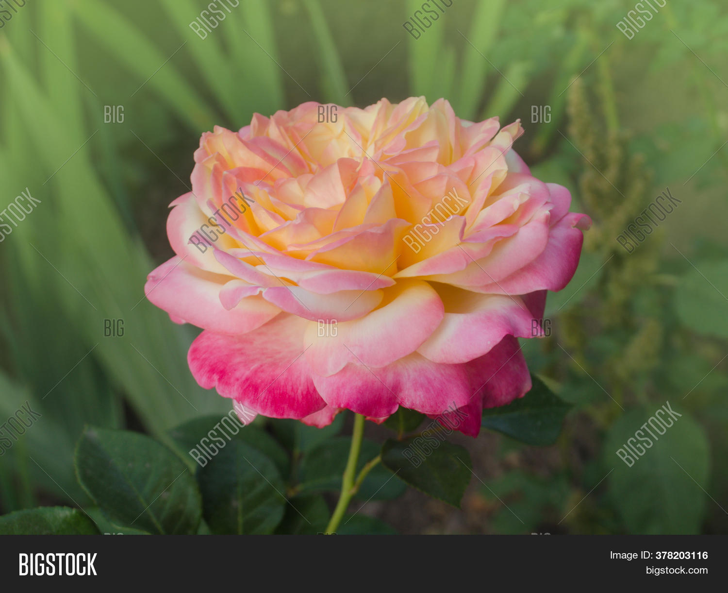 rose, 																					flower, 																					nature, 																					garden, 																					beautiful, 																					blossom, 																					plant, 																					summer, 																					petal, 																					bloom, 																					floral, 																					beauty, 																					green, 																					color, 																					background, 																					orange, 																					fresh, 																					flora, 																					closeup, 																					leaf, 																					pink, 																					bright, 																					gardening, 																					blooming, 																					outdoor, 																					macro, 																					colorful, 																					single, 																					botanical, 																					bush, 																					bunch, 																					bud, 																					english, 																					terry, 																					double, 																					fringe, 																					fringed, 																					wavy, 																					exotic, 																					organic, 																					natur, 																					ragged, 																					torn, 																					edge, 																					wave, 																					peach, 																					salmon, 																					bicolor