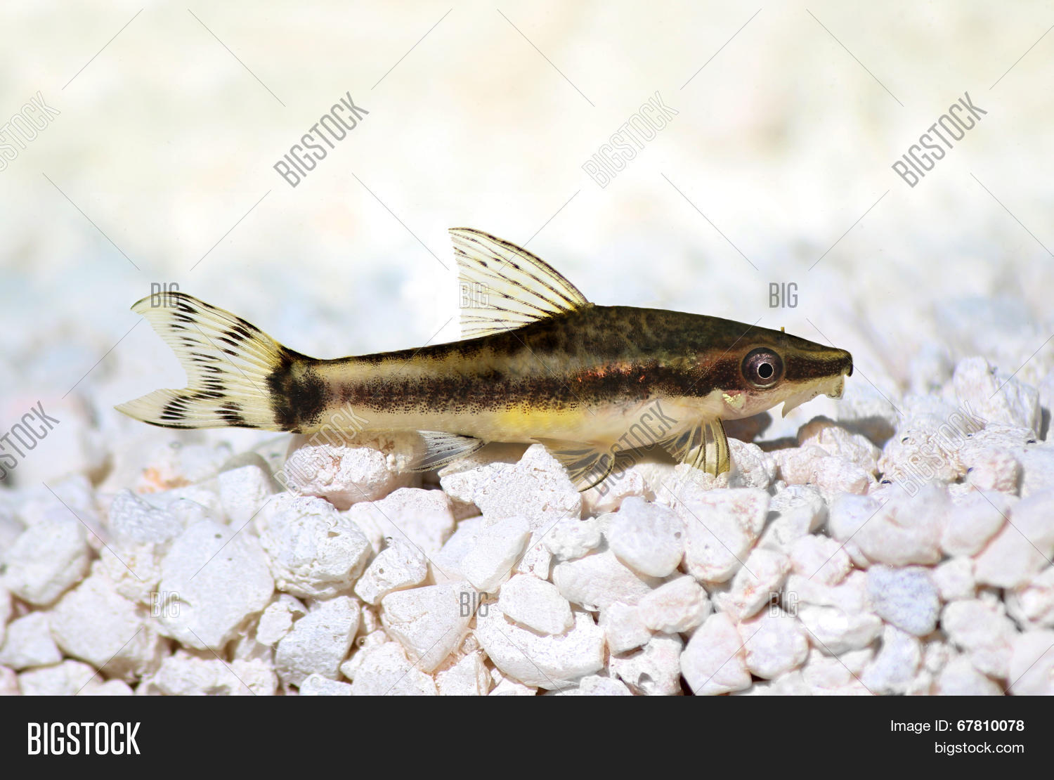 albino,algae,alive,aquarium,aquatic,bartel,bottom,cat,catfish,clear,closeup,cory,detailed,details,dwarf,eye,fin,fisch,fish,fishbowl,freshwater,golden,gravel,green,ground,hobbie,home,marine,mouth,oto,otocinclus,panzerwels,pebble,pet,reflection,sand,shiny,suckermouth,swimming,tank,tropical,vittatus,water,wels