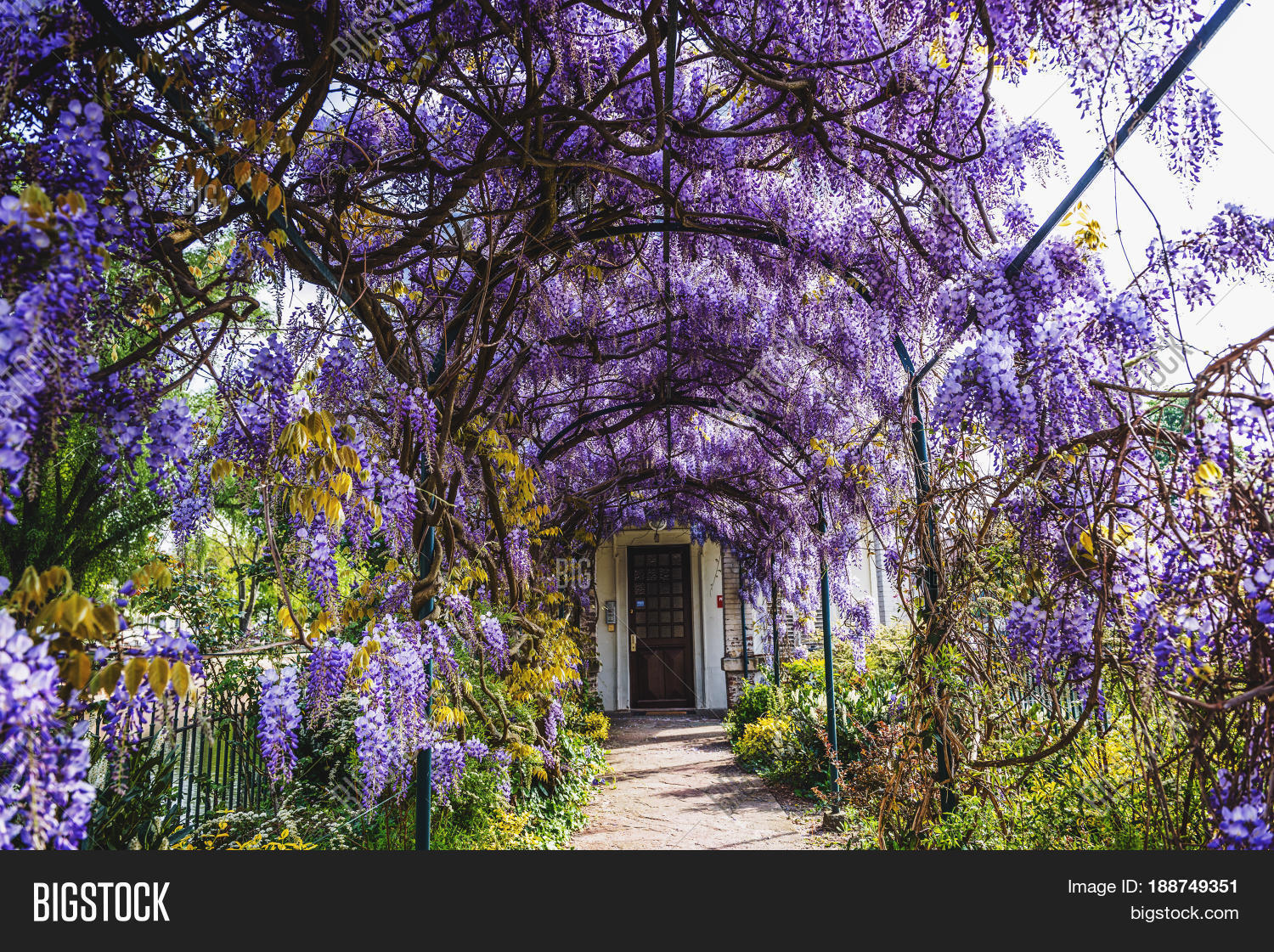 alsace,arbor,arched,architecture,blooming,botanical,clusters,colorful,covering,creeper,display,door,drooping,entrance,floral,flower,fragrant,framework,france,garden,gardening,hanging,horticulture,house,landscaping,nature,old,ornamental,path,petite,plant,purple,racemes,river,scent,seasonal,spring,strasbourg,town,trellis,underneath,vine,walkway,wisteria